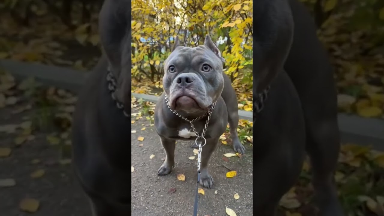 Mia. Питомник американских булли Bounty Pride Bully