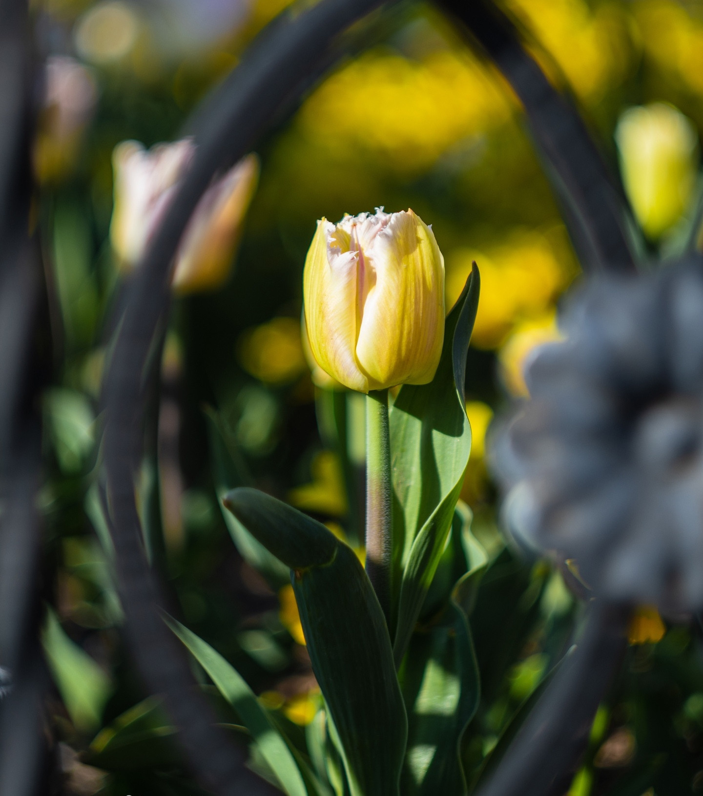 История одного Шарика. Психолог в Севастополе Виктория Шелест