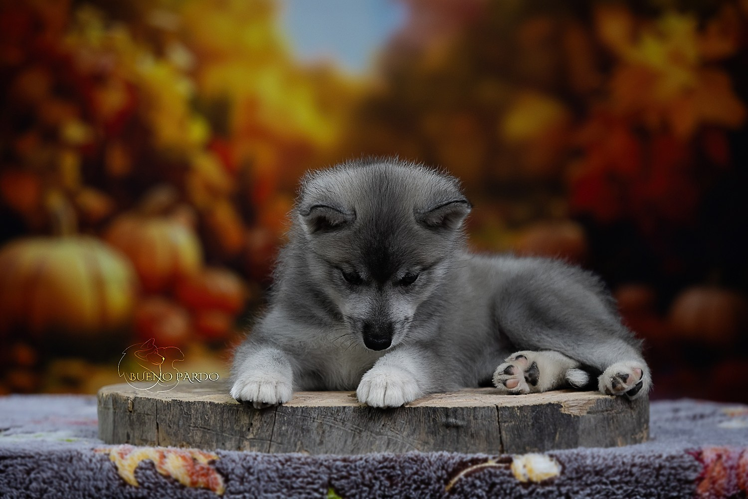 Щенки сибирского хаски из питомника. Питомник собак Акита, Хаски, Корги