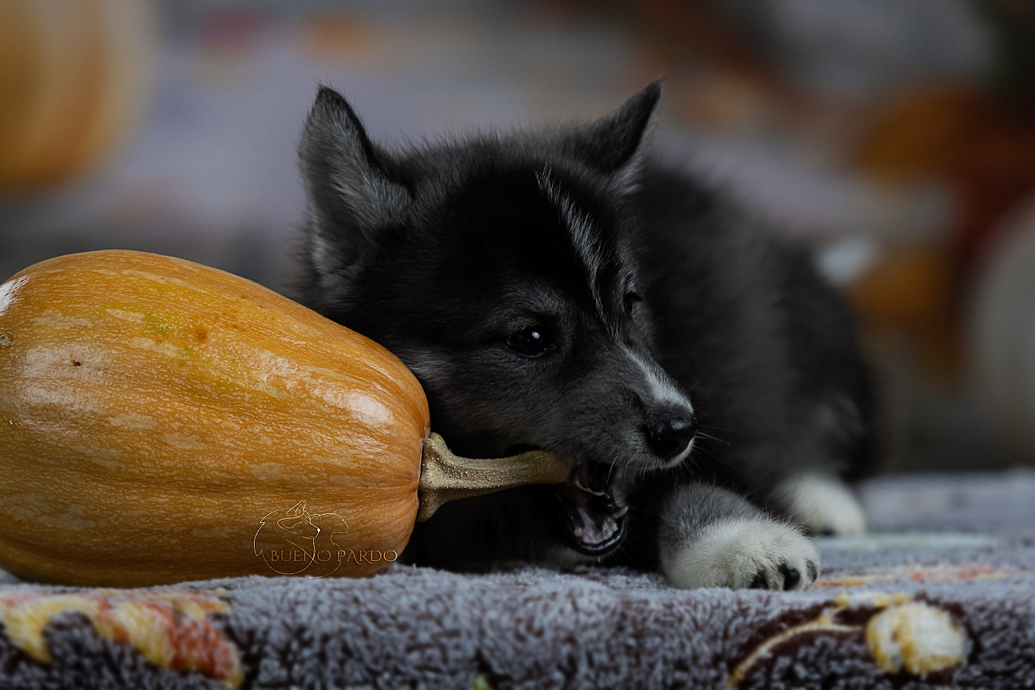 Щенки сибирского хаски из питомника. Питомник собак Акита, Хаски, Корги