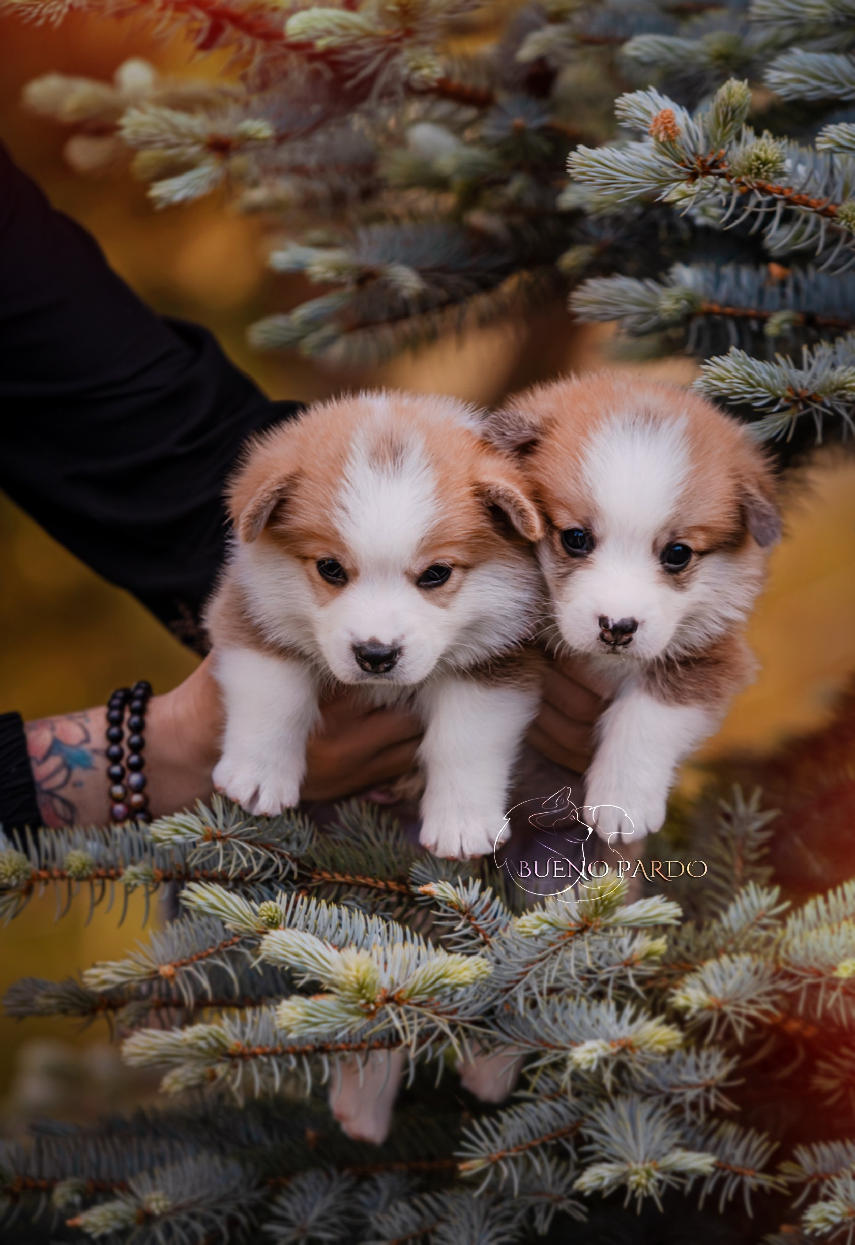 Щенки вельш корги пемброк из питомника. Питомник собак Акита, Хаски, Корги