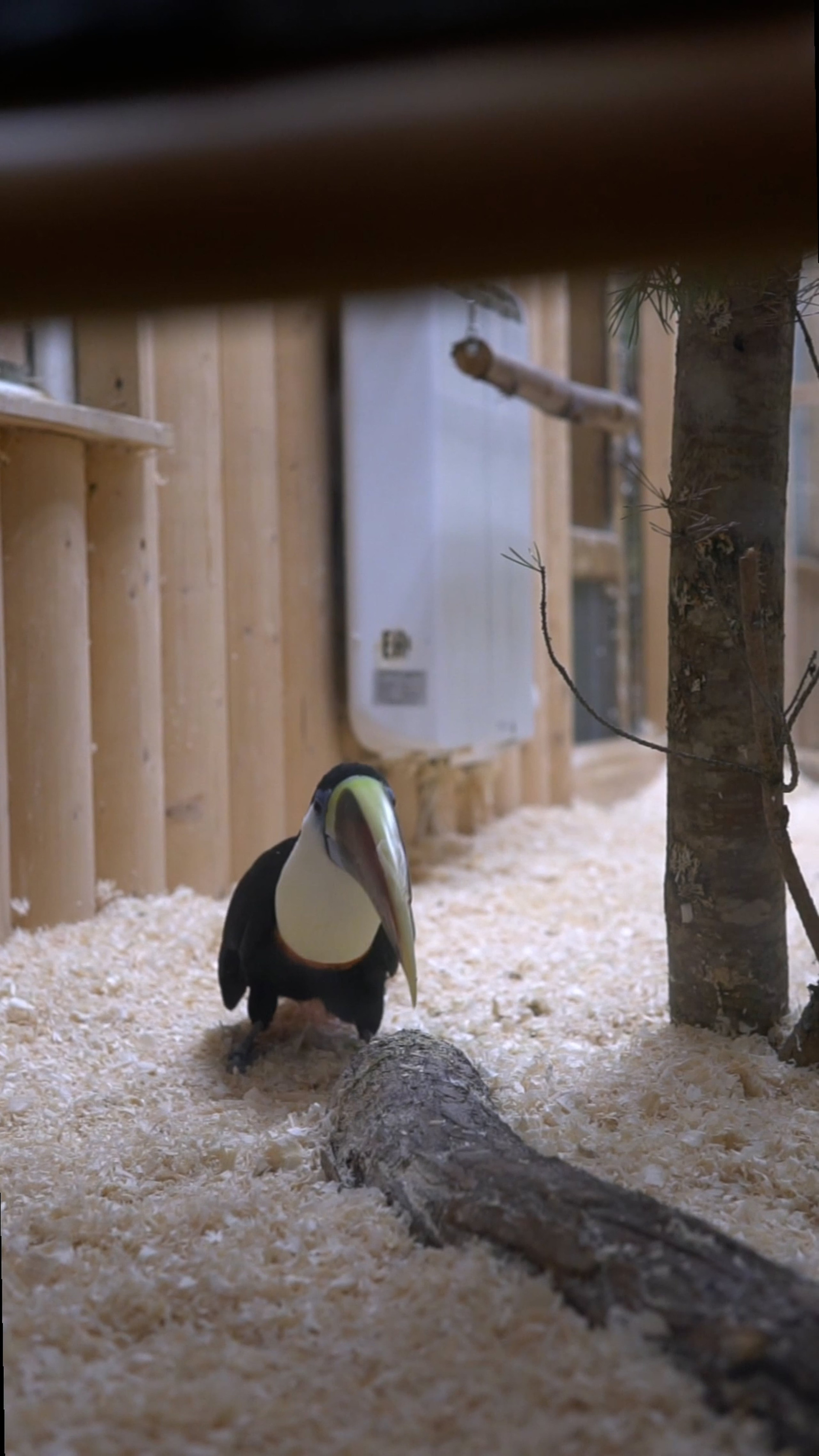 Видеопортфолио. Медиа-портфолио Марии Абрашиной