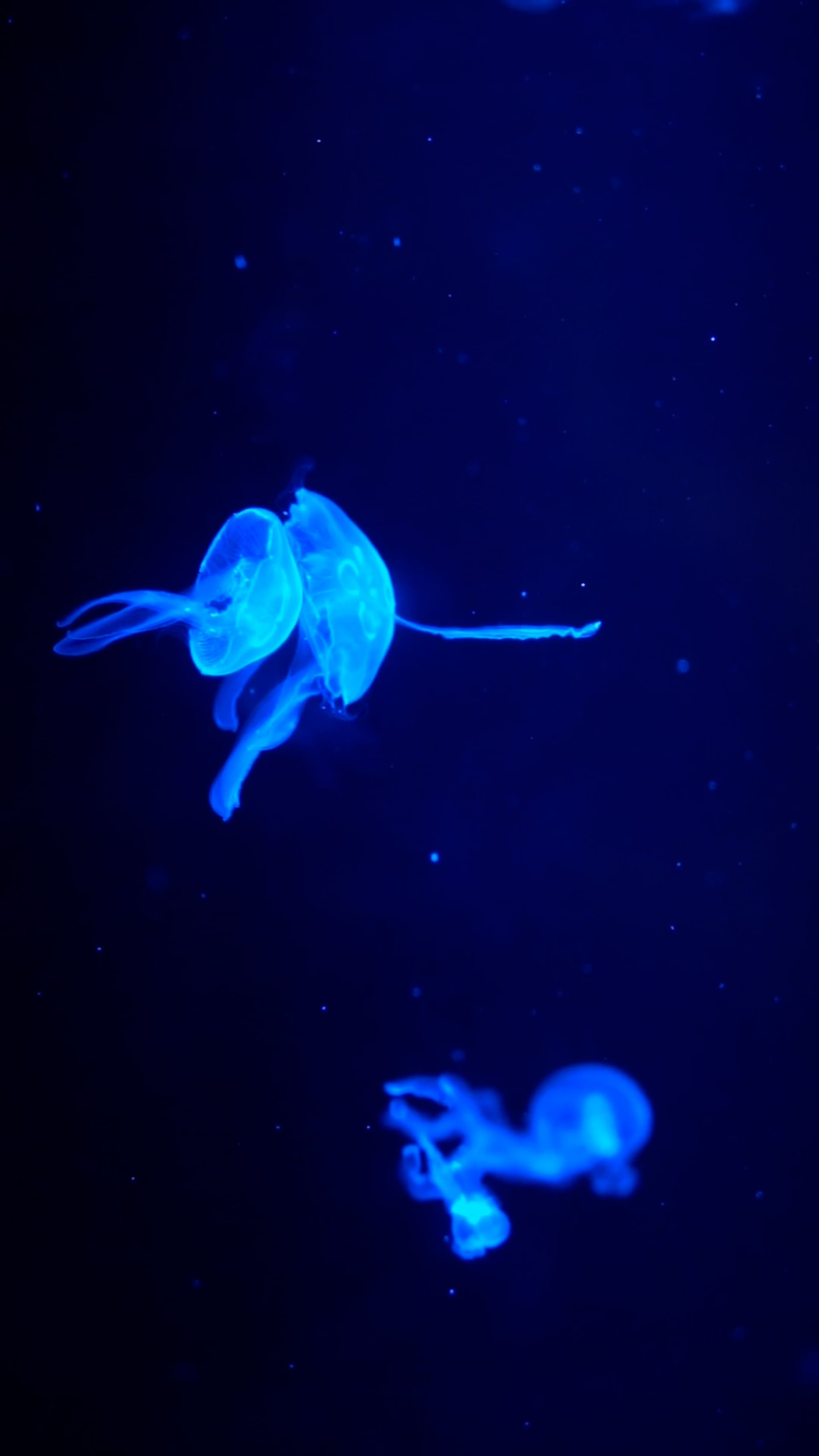 Видеопортфолио. Медиа-портфолио Марии Абрашиной