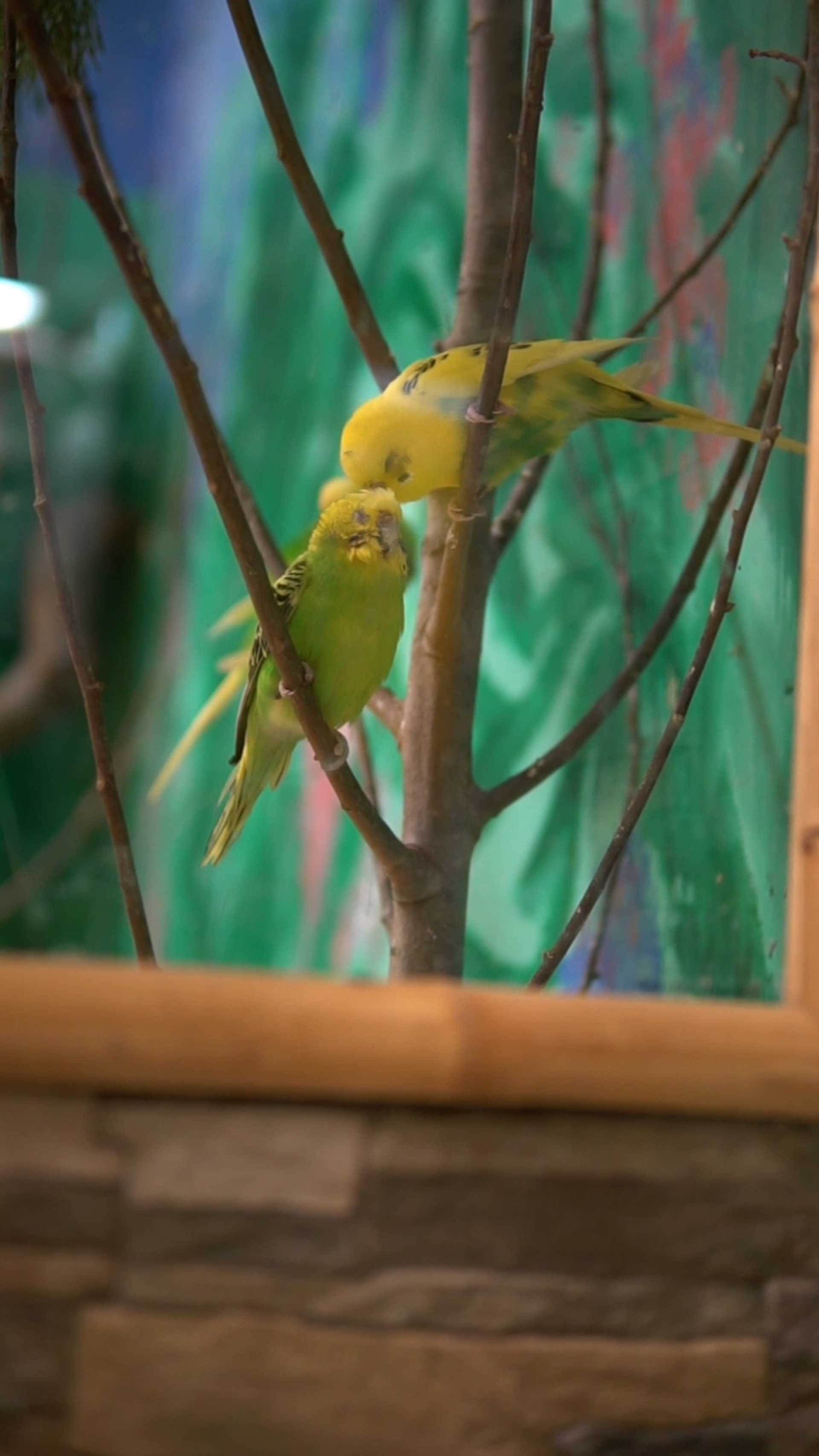 Видеопортфолио. Медиа-портфолио Марии Абрашиной