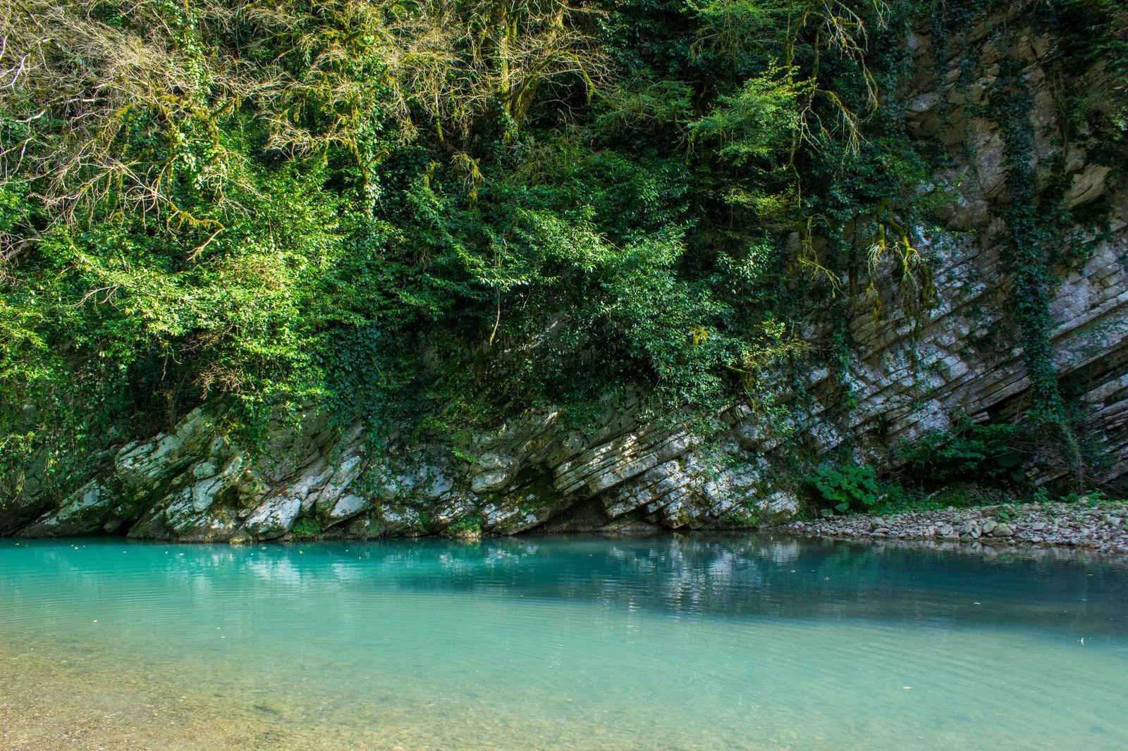 Тисо-самшитовая роща. Фото для маркетплейсов в самых сочных локациях города Сочи