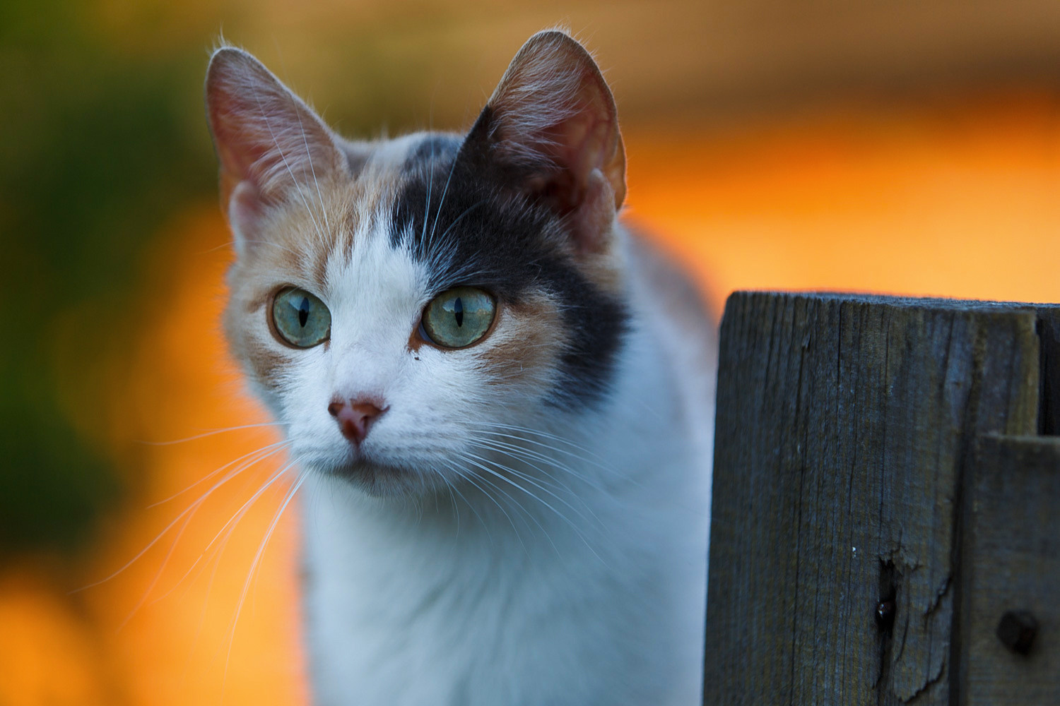 СТОИМОСТЬ. Сергей Голубев | Фотограф Магадан | Фотостудия | Фотошкола | Фотоклуб