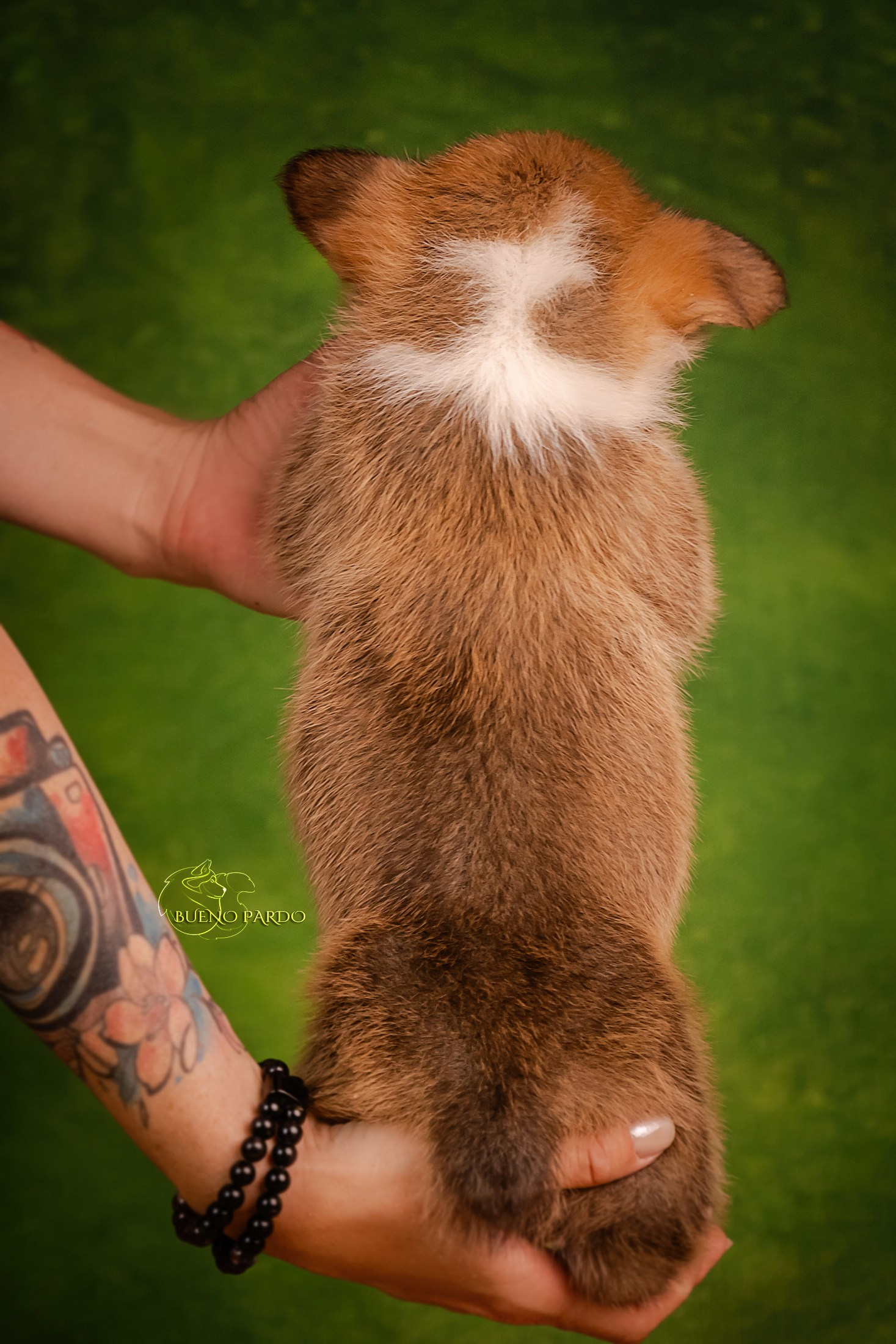 Щенки вельш корги пемброк из питомника. Питомник собак Акита, Хаски, Корги