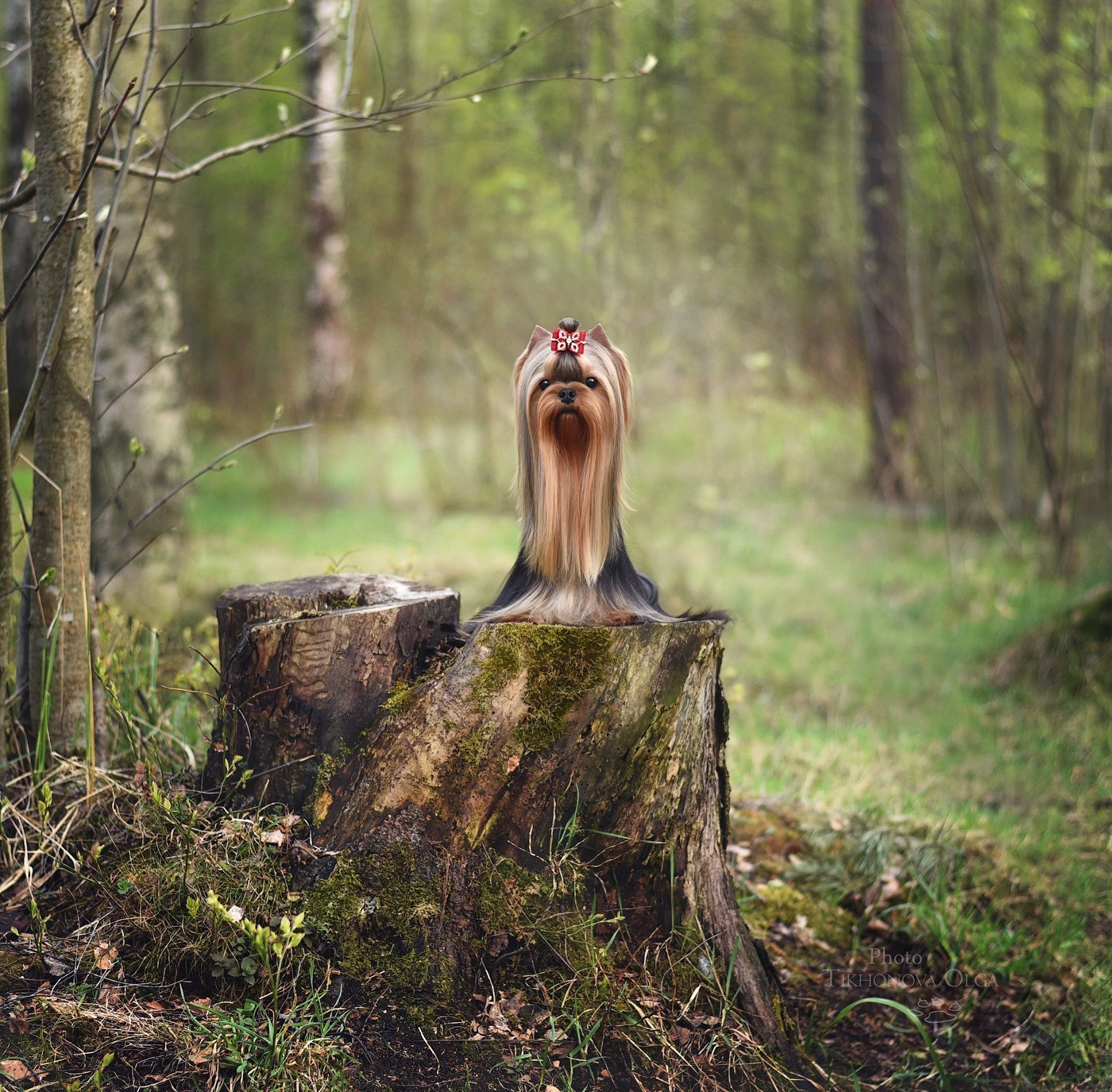 Питомник Йоркширских терьеров Дэнстайл в Санкт-Петербурге заводчик Тих