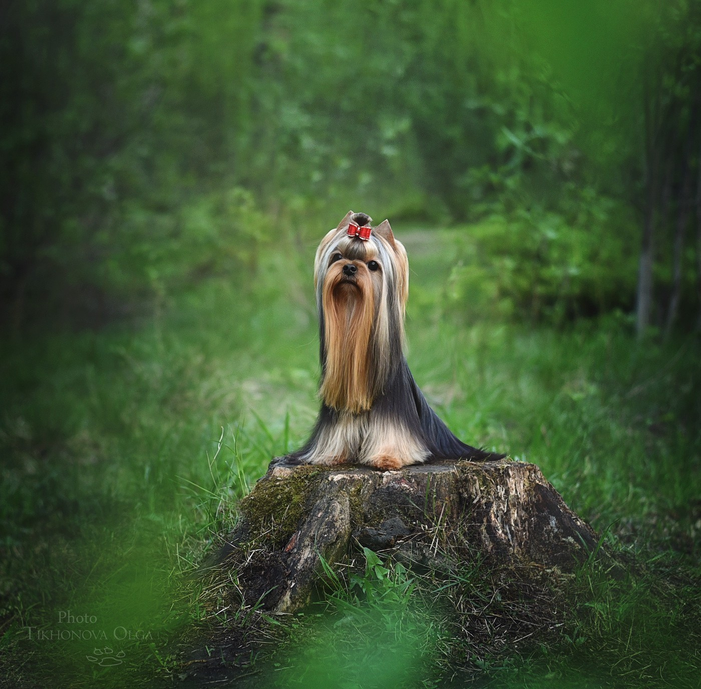 Питомник Йоркширских терьеров Дэнстайл в Санкт-Петербурге заводчик Тих