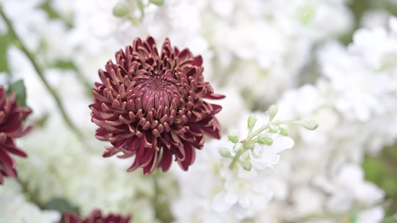 Видео. Свадебный фотограф Александр Браво