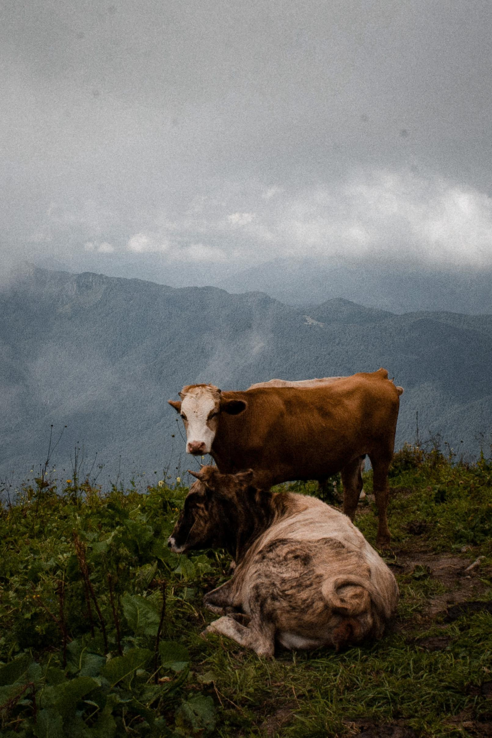 Спортивный репортаж