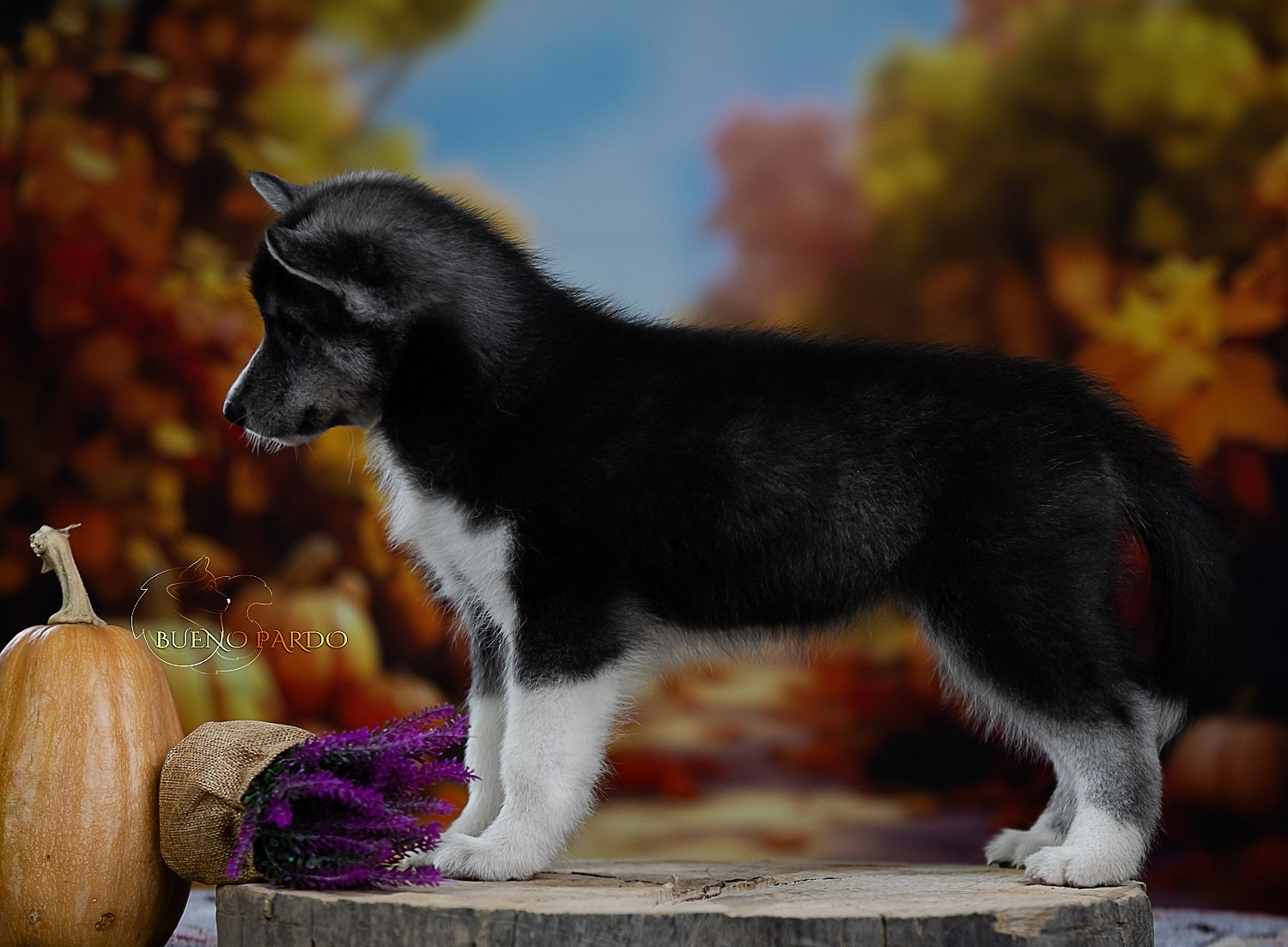 Щенки сибирского хаски из питомника. Питомник собак Акита, Хаски, Корги