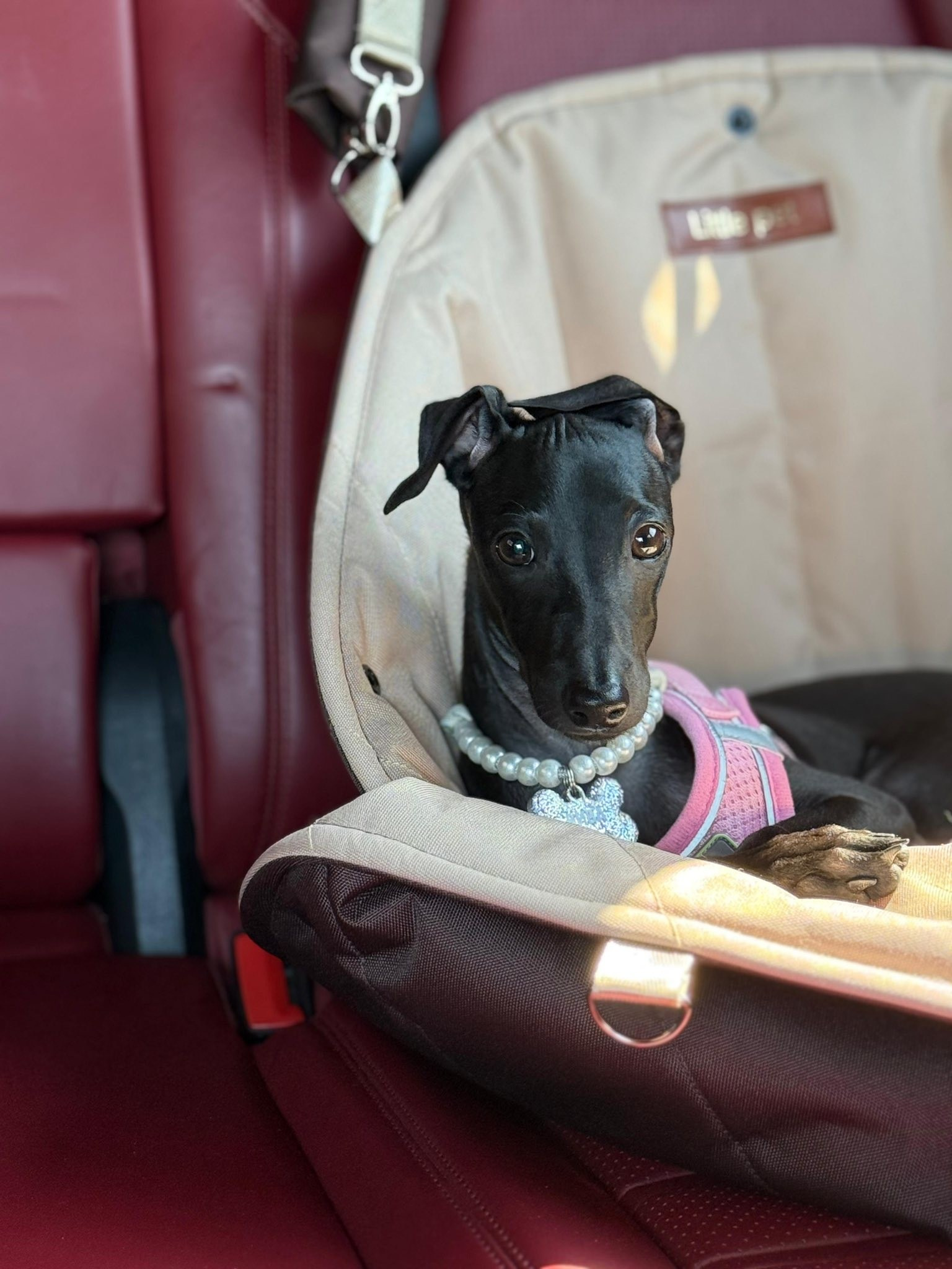 Профессиональный питомник левреток РКФ/FCI ASTI SAPPHIRE 💎 Сочи|Санкт-Петербург