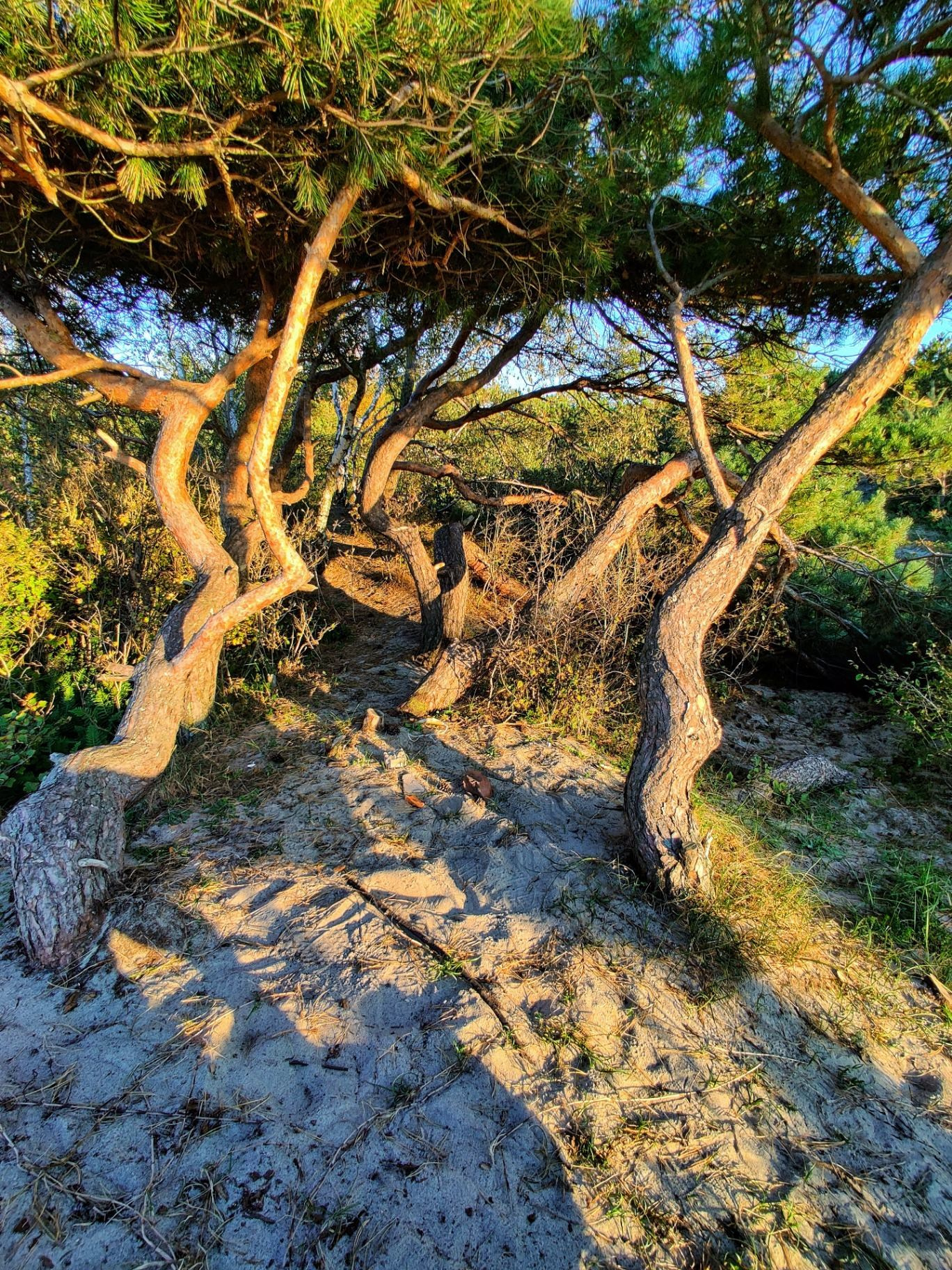 Изогнутые сосны над песчаной тропой в прибрежной зоне Балтийской косы