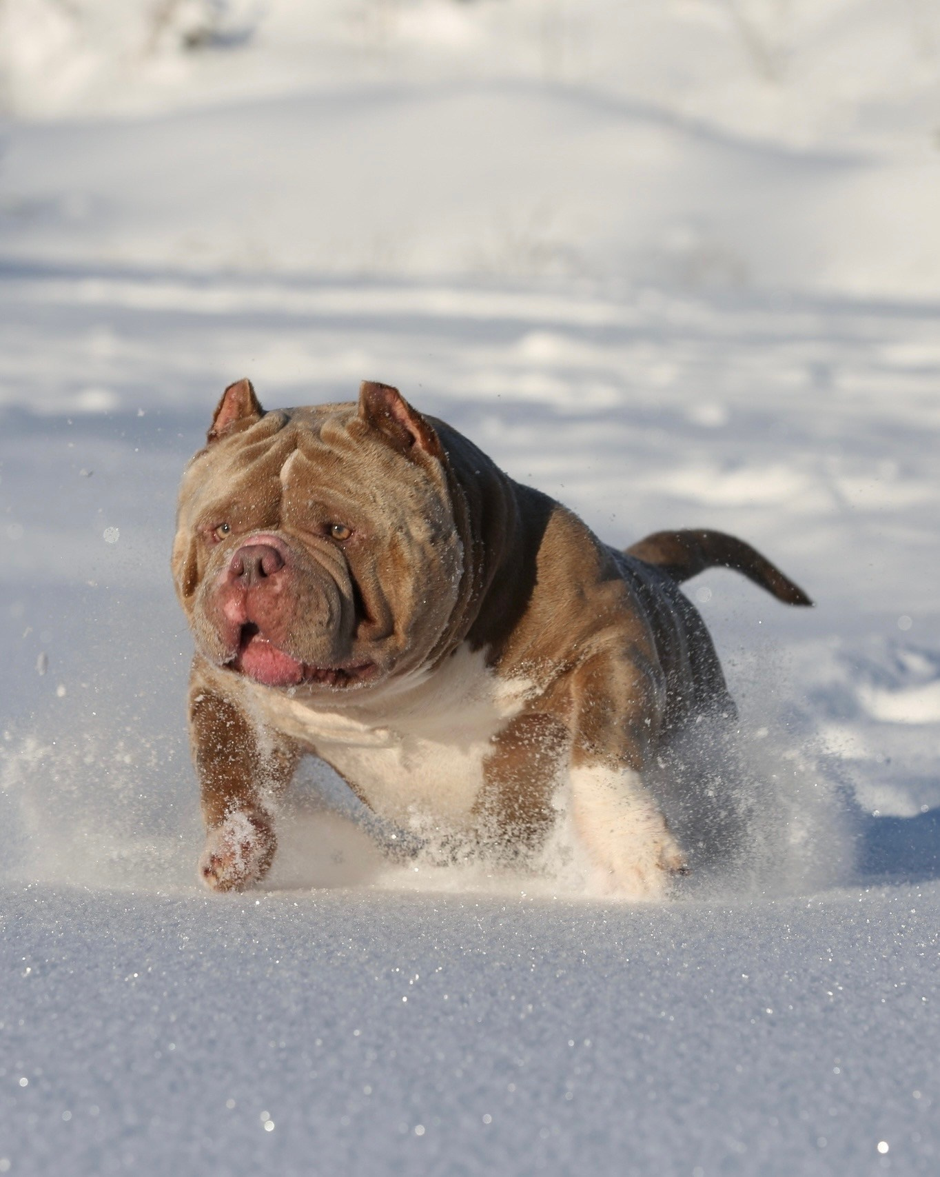 Родители NIRVANA KENNEL MESSI FOR FORTIS FORTUNA VALIDI. ПИТОМНИК СОБАК ПОРОДЫ АМЕРИКАНСКИЙ БУЛЛИ