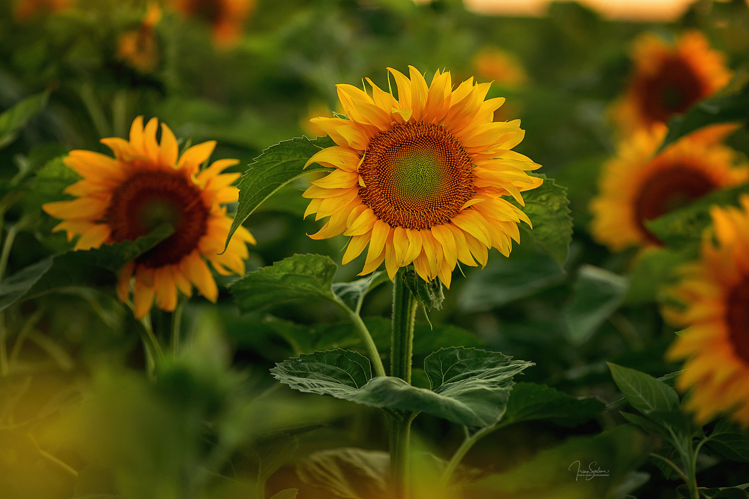 На закате. Фотосессия в пшенице. Детский и семейный фотограф в Екатеринбурге