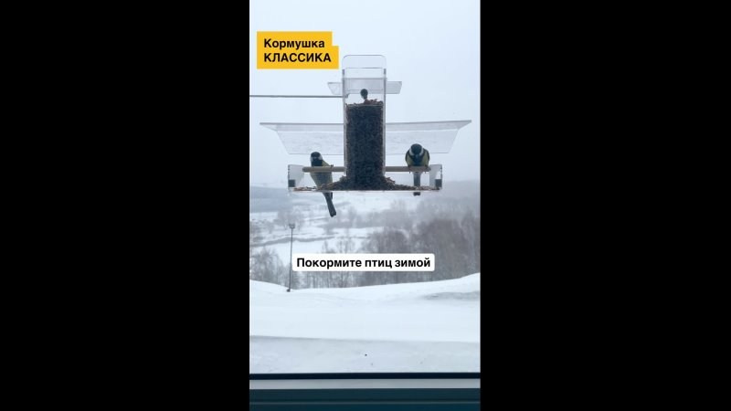 Съемка птиц на кормушке. Кормушки для птиц на окно Чирик-Чирик