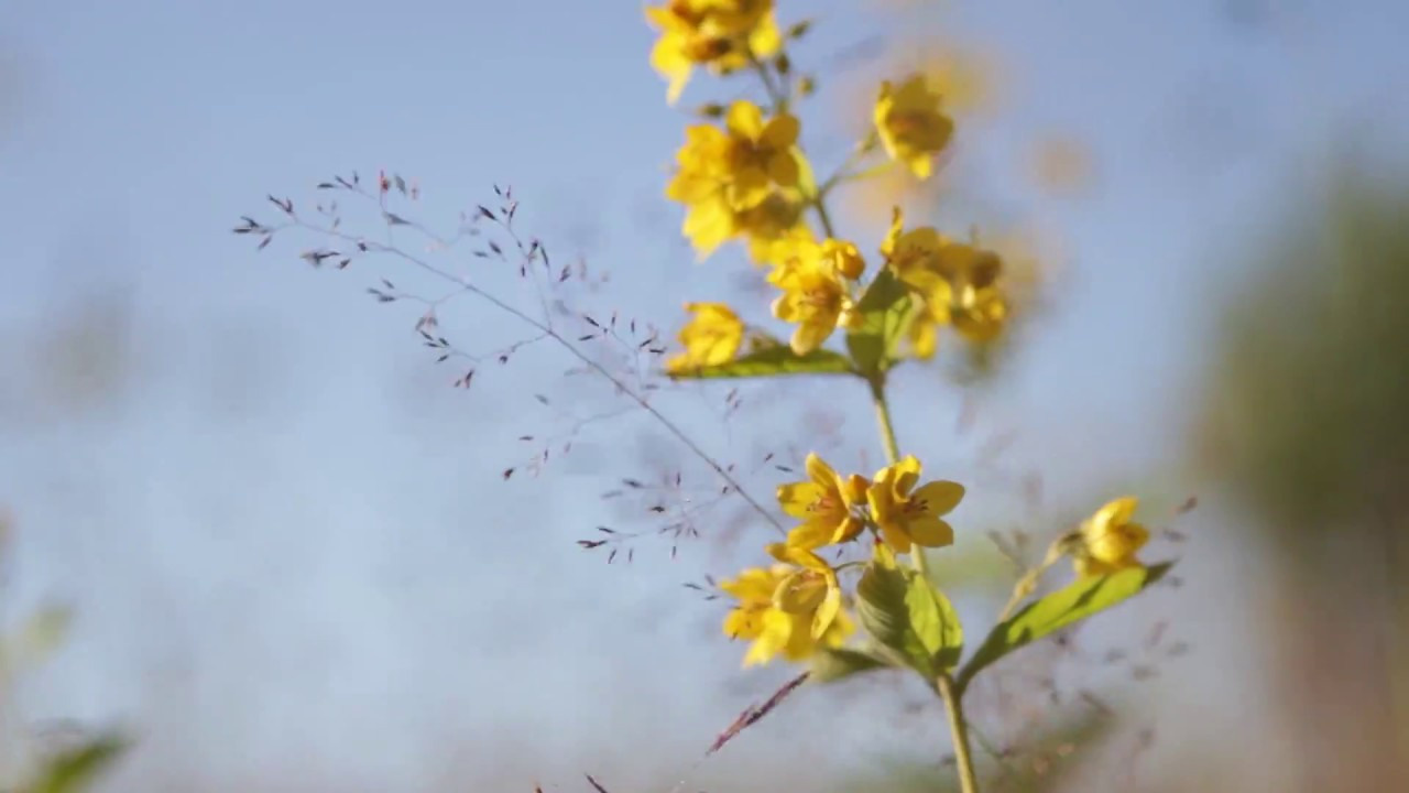 Творческие работы. Видеограф в Москве Александра Озерова