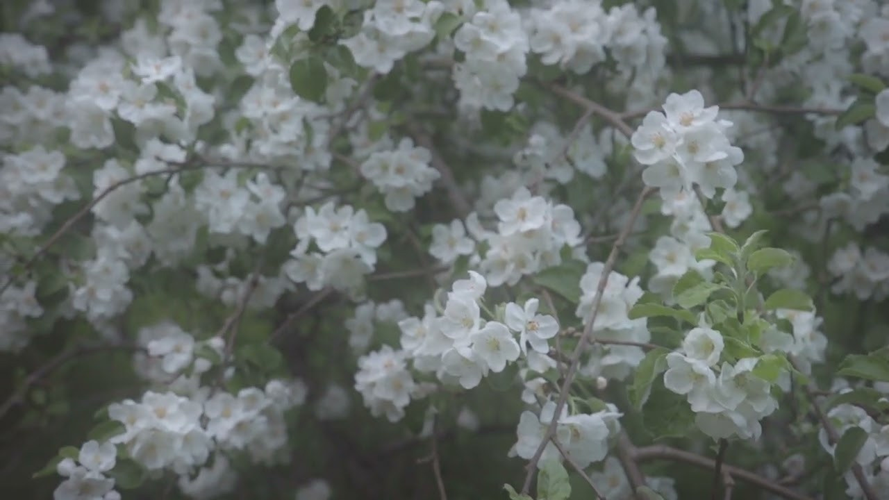 Творческие работы. Видеограф в Москве Александра Озерова