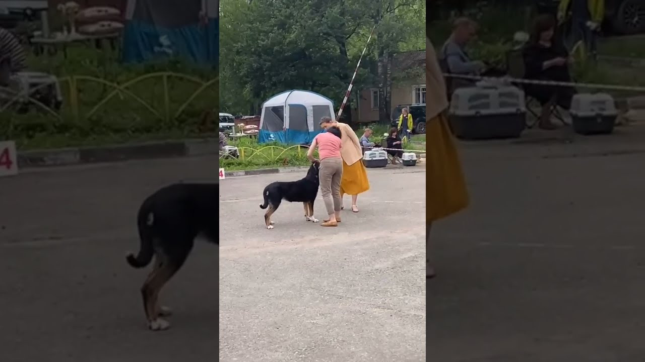 Победы на выставках собак питомника Санбёдс. Питомник Больших Швейцарских Зенненхундов в Калужской области