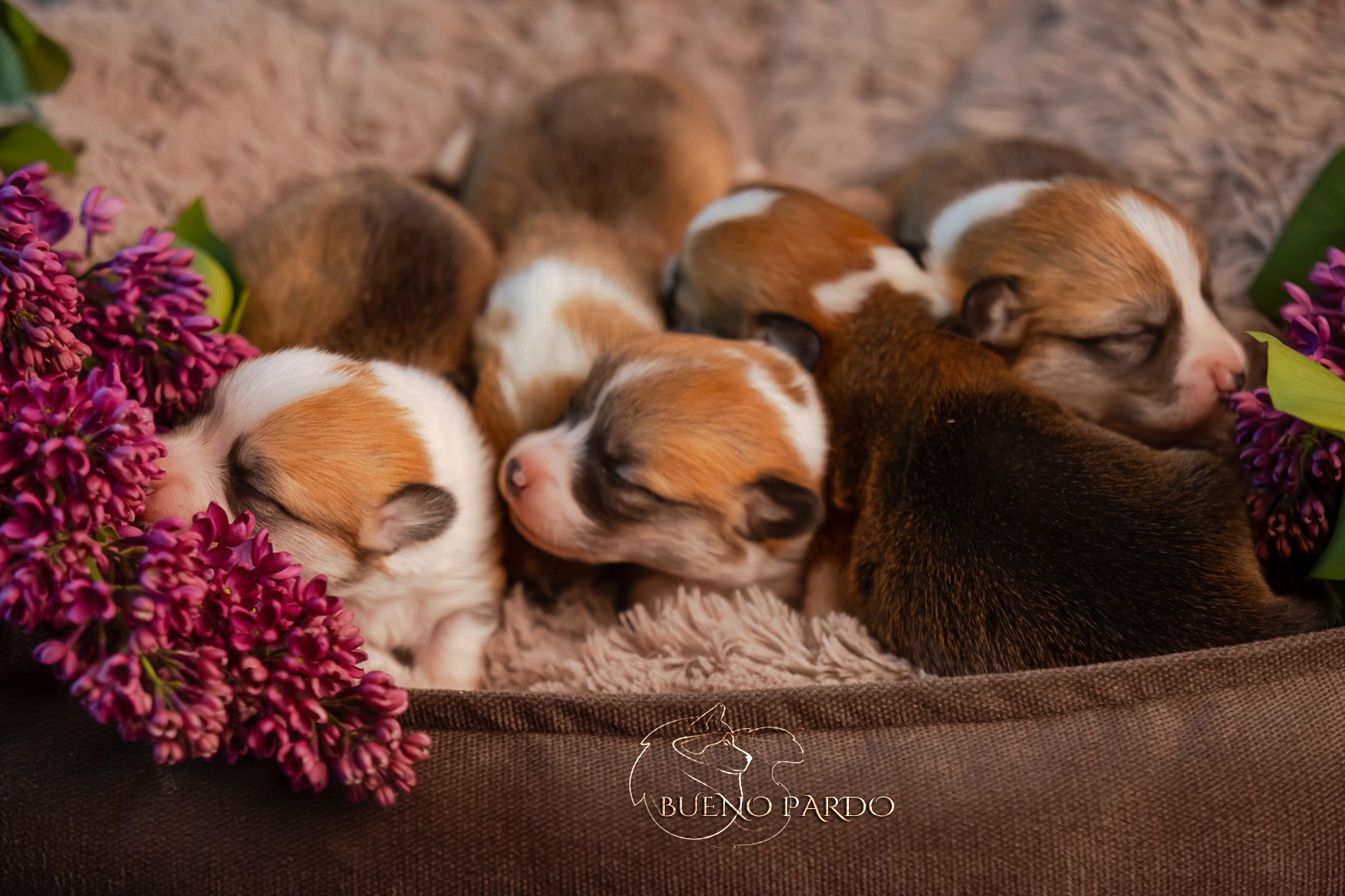 Щенки вельш корги пемброк из питомника. Питомник собак Акита, Хаски, Корги