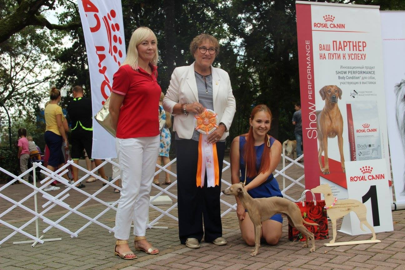 Организация монопородной выставки. Профессиональный питомник левреток РКФ/FCI ASTI SAPPHIRE 💎 Сочи|Санкт-Петербург