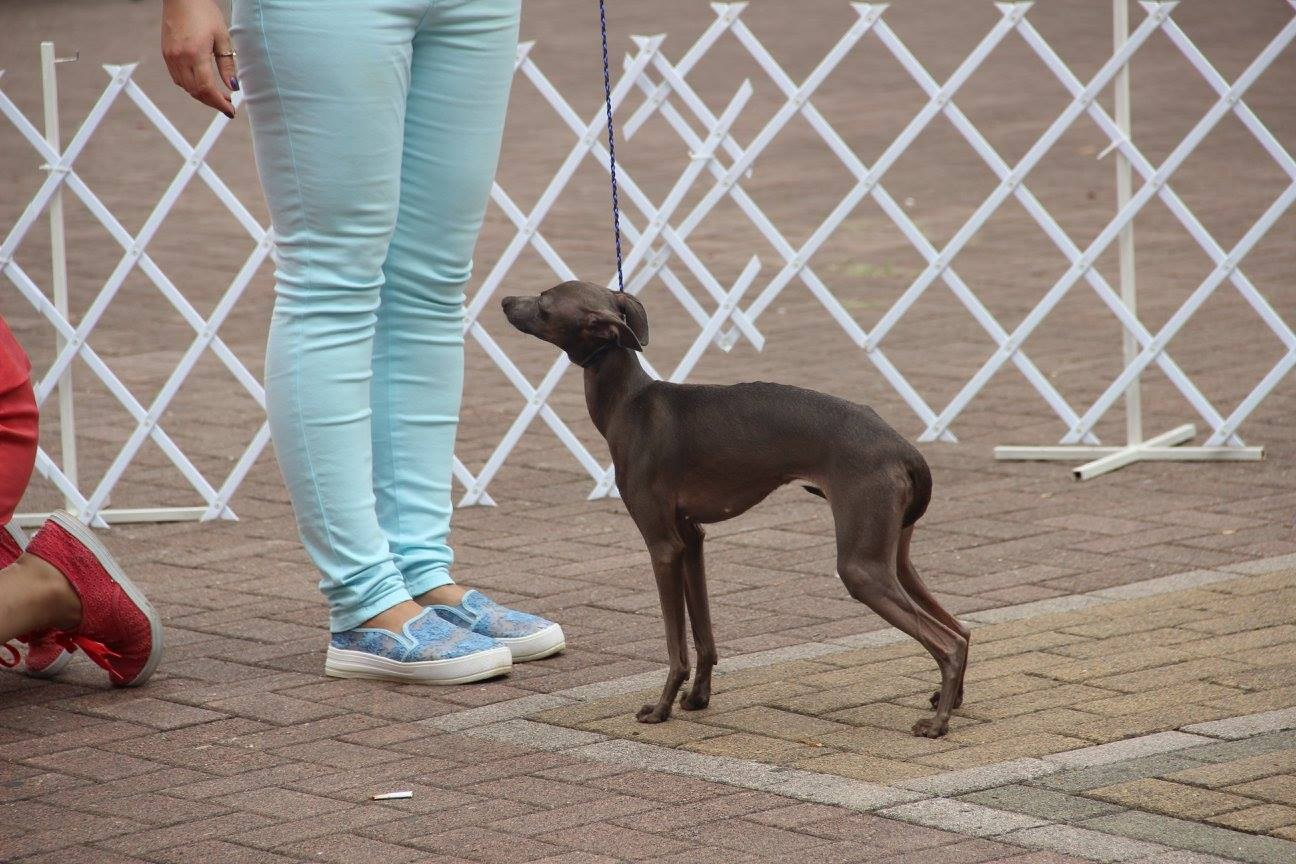 Организация монопородной выставки. Профессиональный питомник левреток РКФ/FCI ASTI SAPPHIRE 💎 Сочи|Санкт-Петербург
