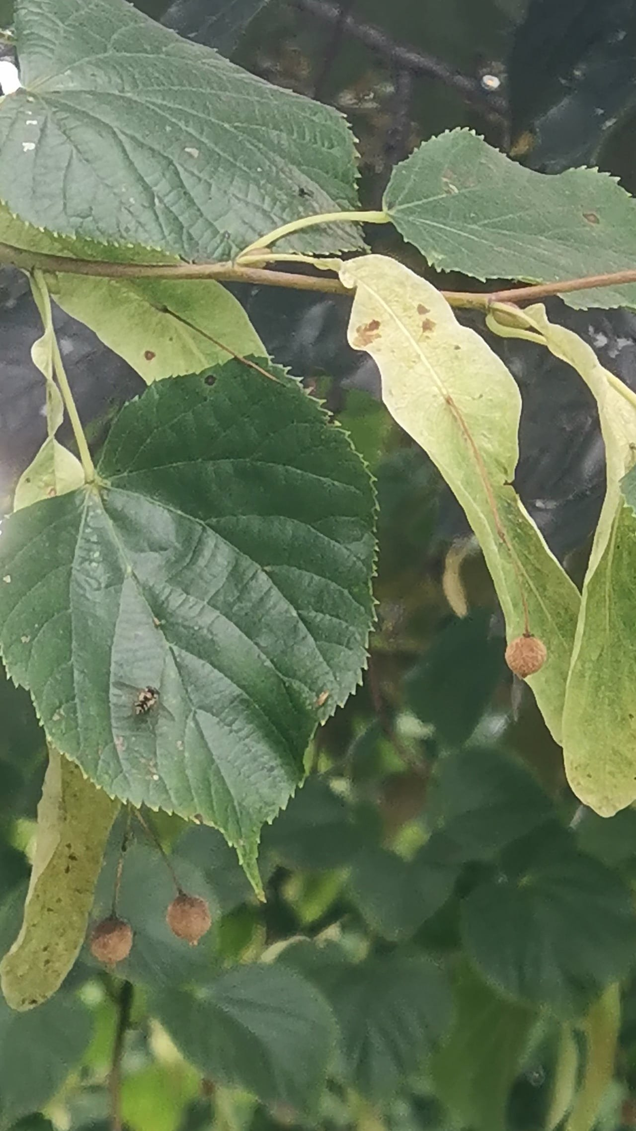 Наталья Алаторцева — Медленный шаг