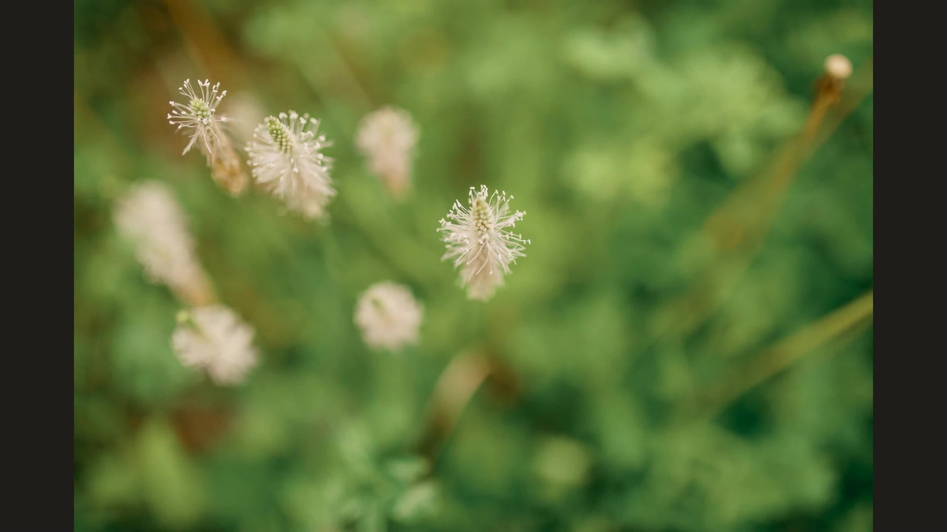 Видео. Свадебный, семейный фотограф в Дзержинске, Нижнем Новгороде Наталья Хр