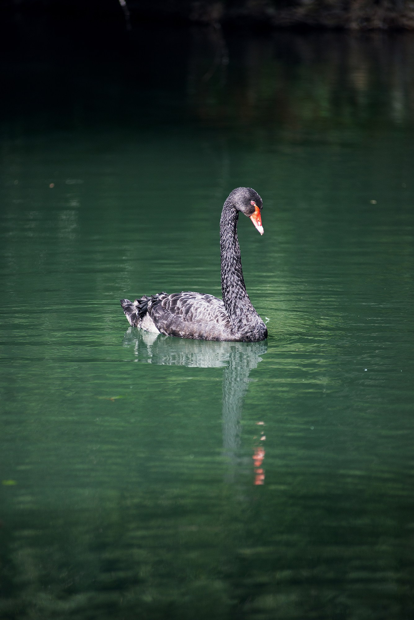 Парк в Адлере «Южные культуры». Фотограф в Адлере, Сириусе, Красной Поляне — лавстори, семейные и индивидуальные фотосессии