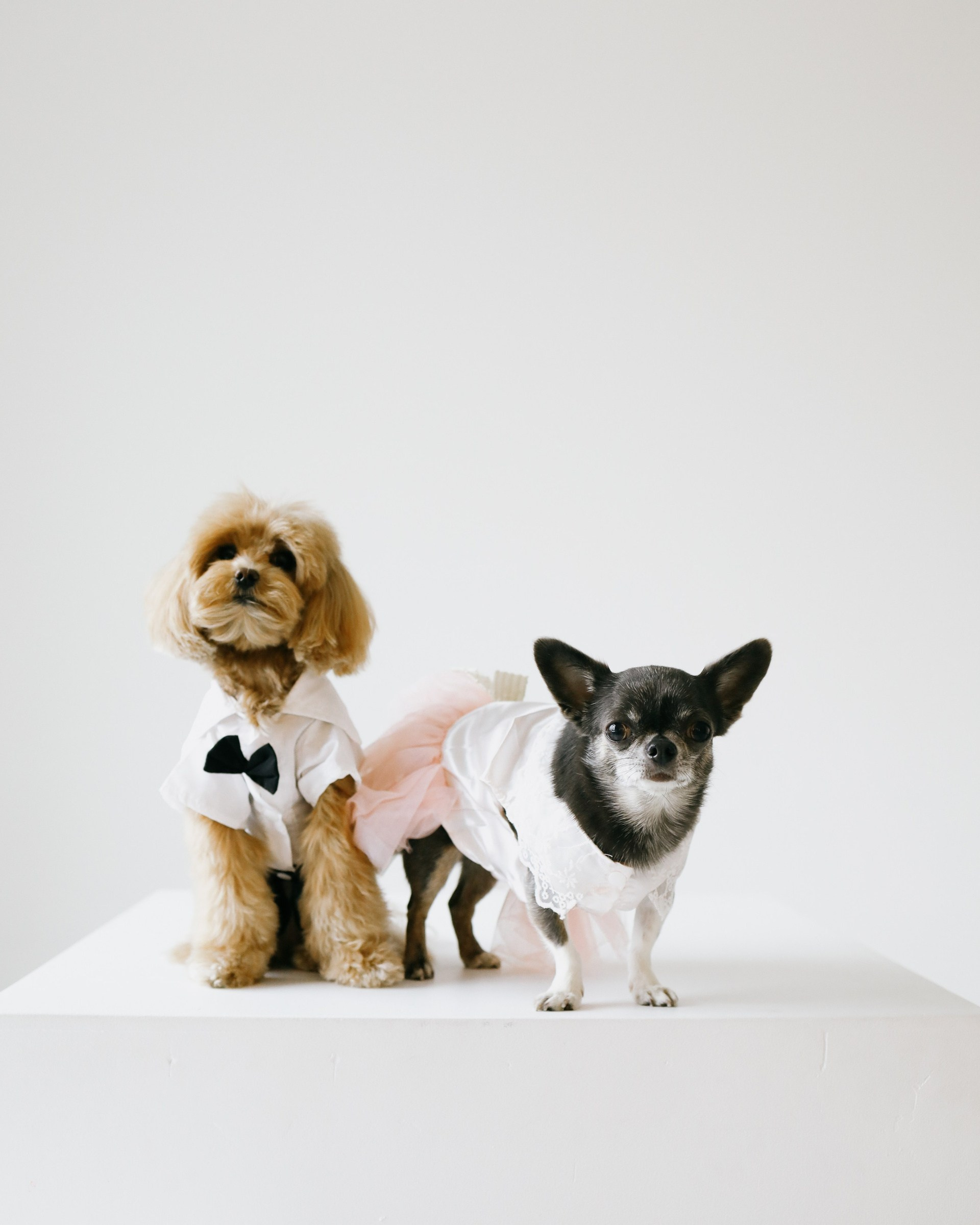 ФОТОСЕССИЯ С ХВОСТИКАМИ. Портретный фотограф в Москве. Фотосессии с собаками