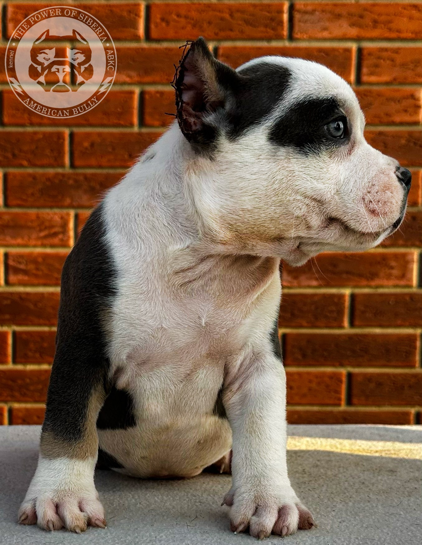 Помет Каспер и Тагира. 21.04.25. Американский Булли в г. Ростов-на-Дону. Питомник THE POWER OF SIBERIA