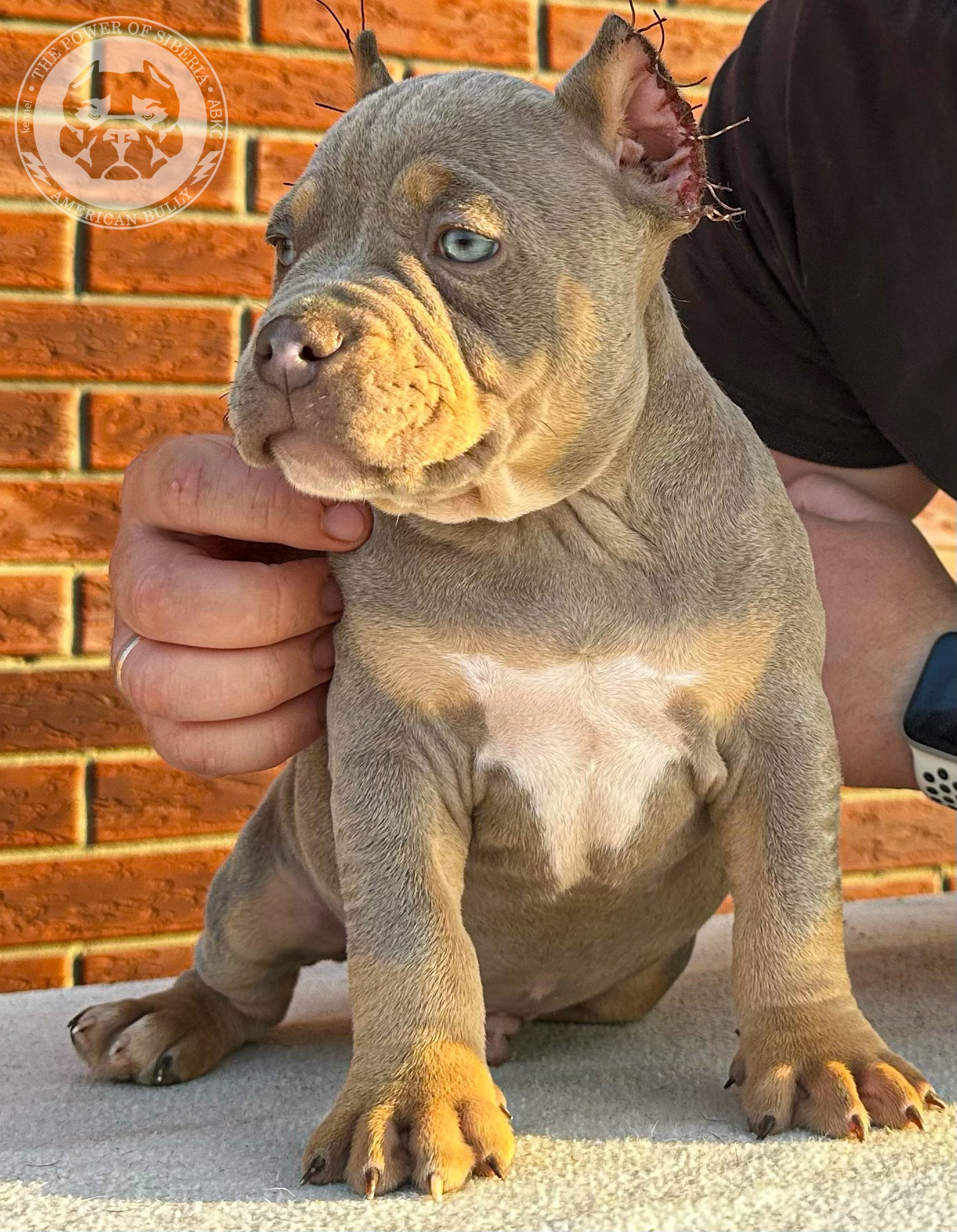 Помет Каспер и Тагира. 21.04.25. Американский Булли в г. Ростов-на-Дону. Питомник THE POWER OF SIBERIA