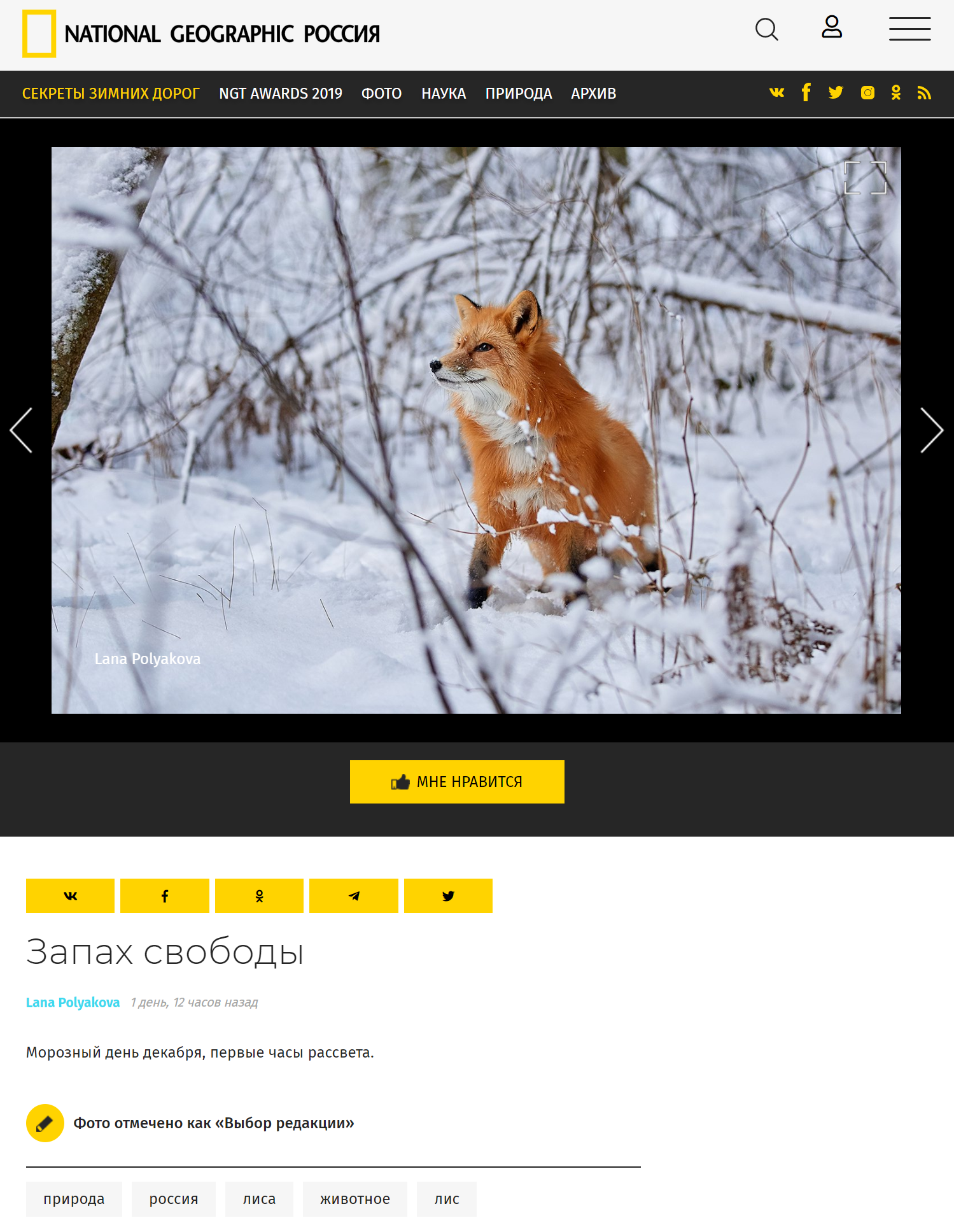 Выбор редакции на сайте National Geographic Россия. ФОТОГРАФ-АНИМАЛИСТ l LANA POLYAKOVA