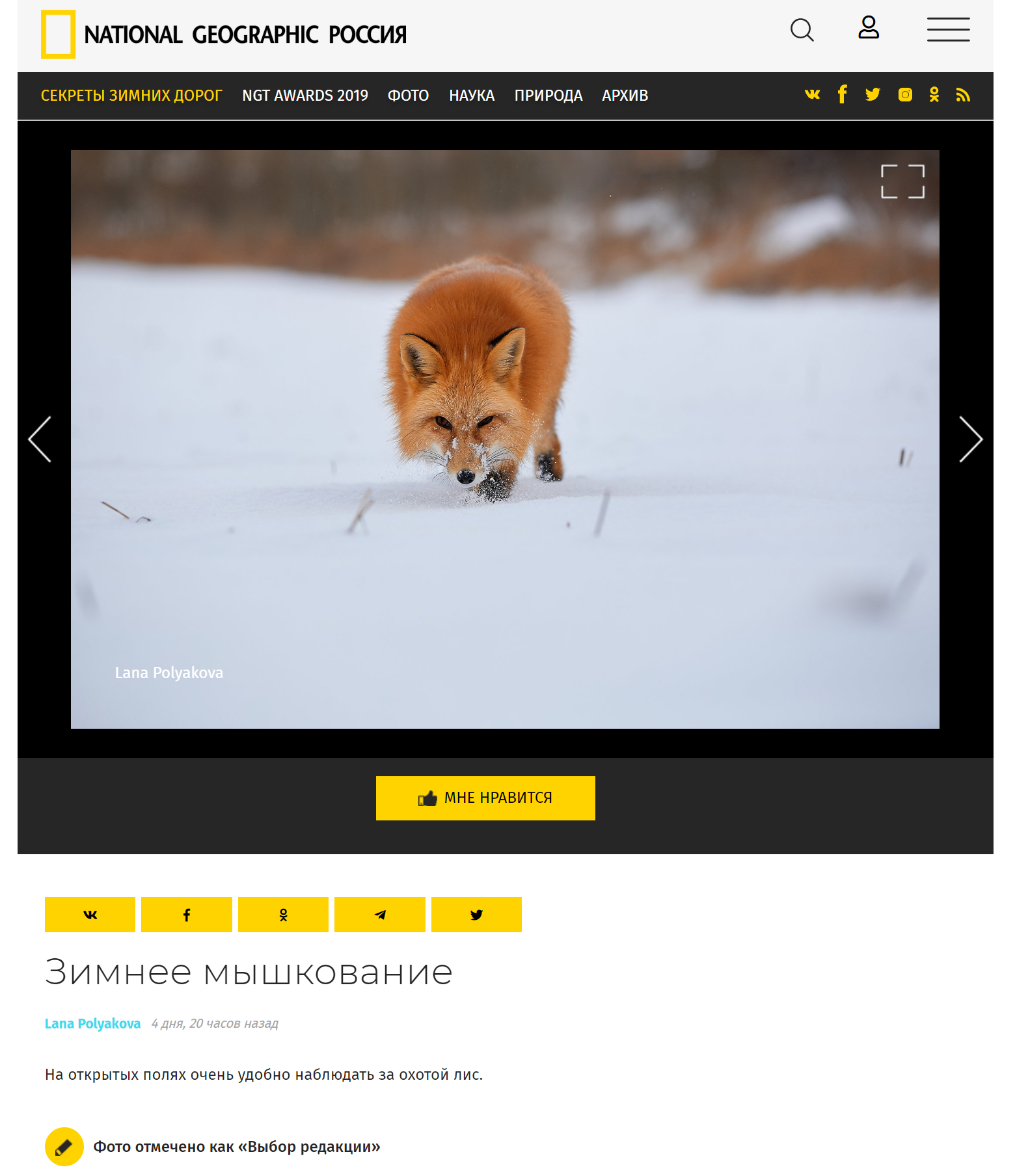Выбор редакции на сайте National Geographic Россия. ФОТОГРАФ-АНИМАЛИСТ l LANA POLYAKOVA