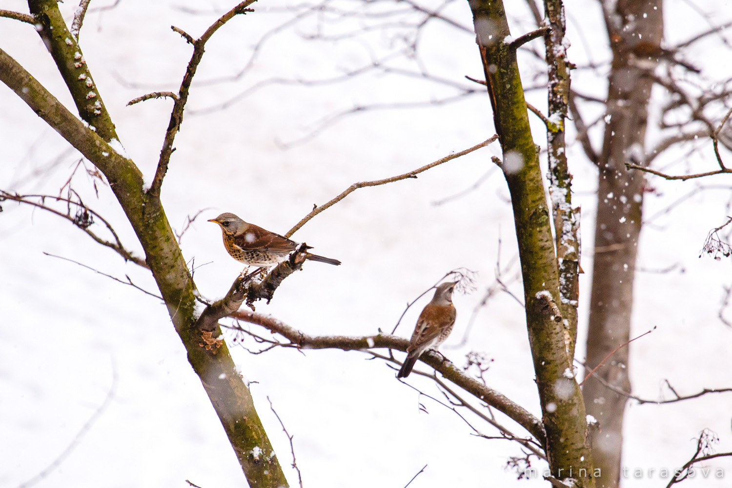 Птицы. Фотограф Марина Тарасова