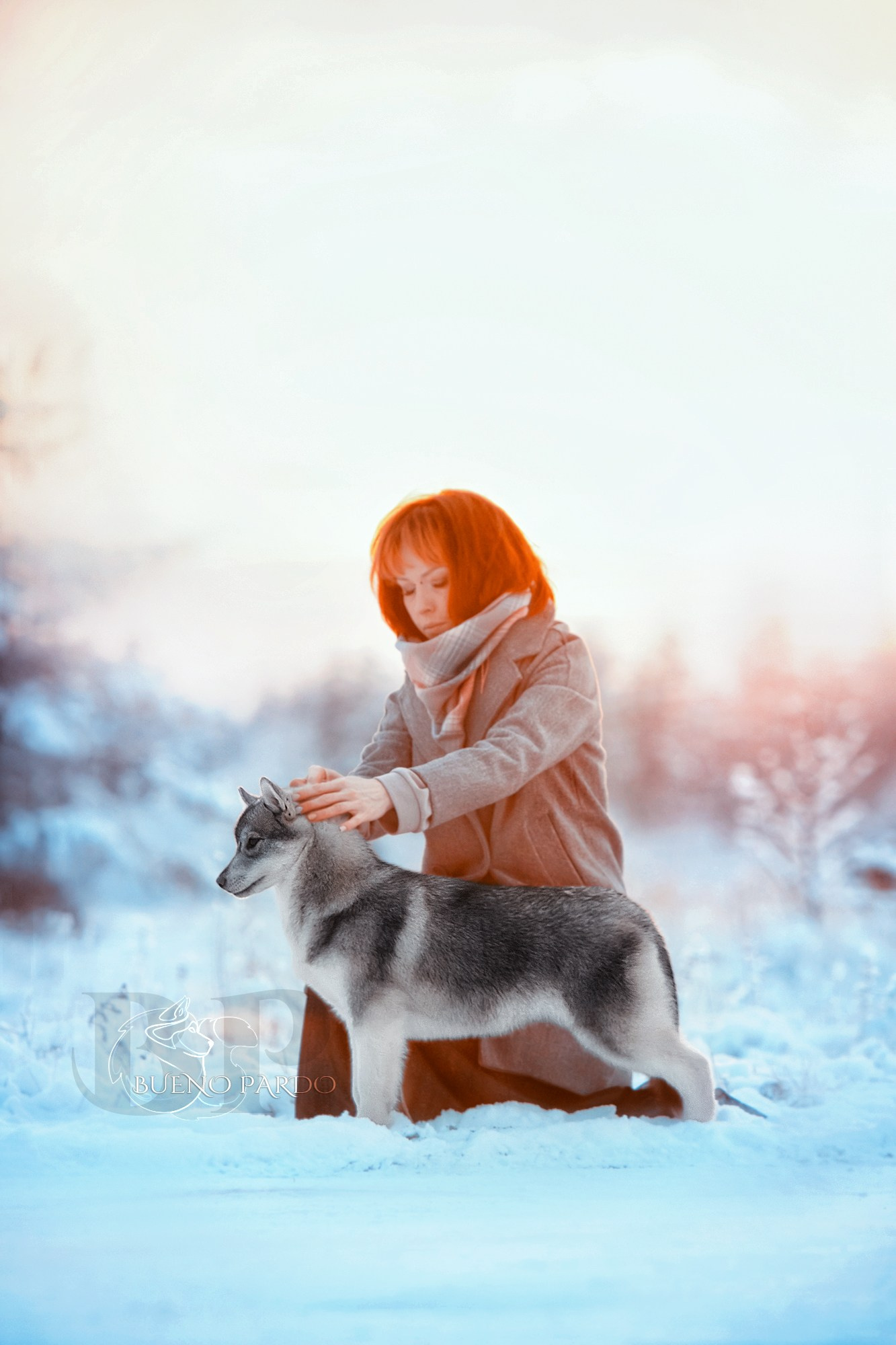 Щенки сибирского хаски из питомника. Питомник собак Акита, Хаски, Корги