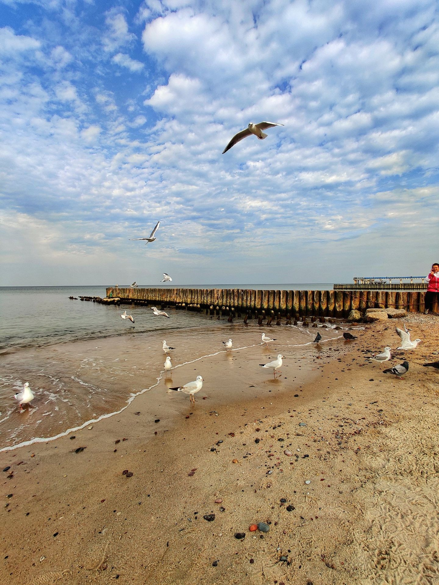 Песчаный пляж Балтийского моря с чайками у кромки воды и деревянным волнорезом на горизонте