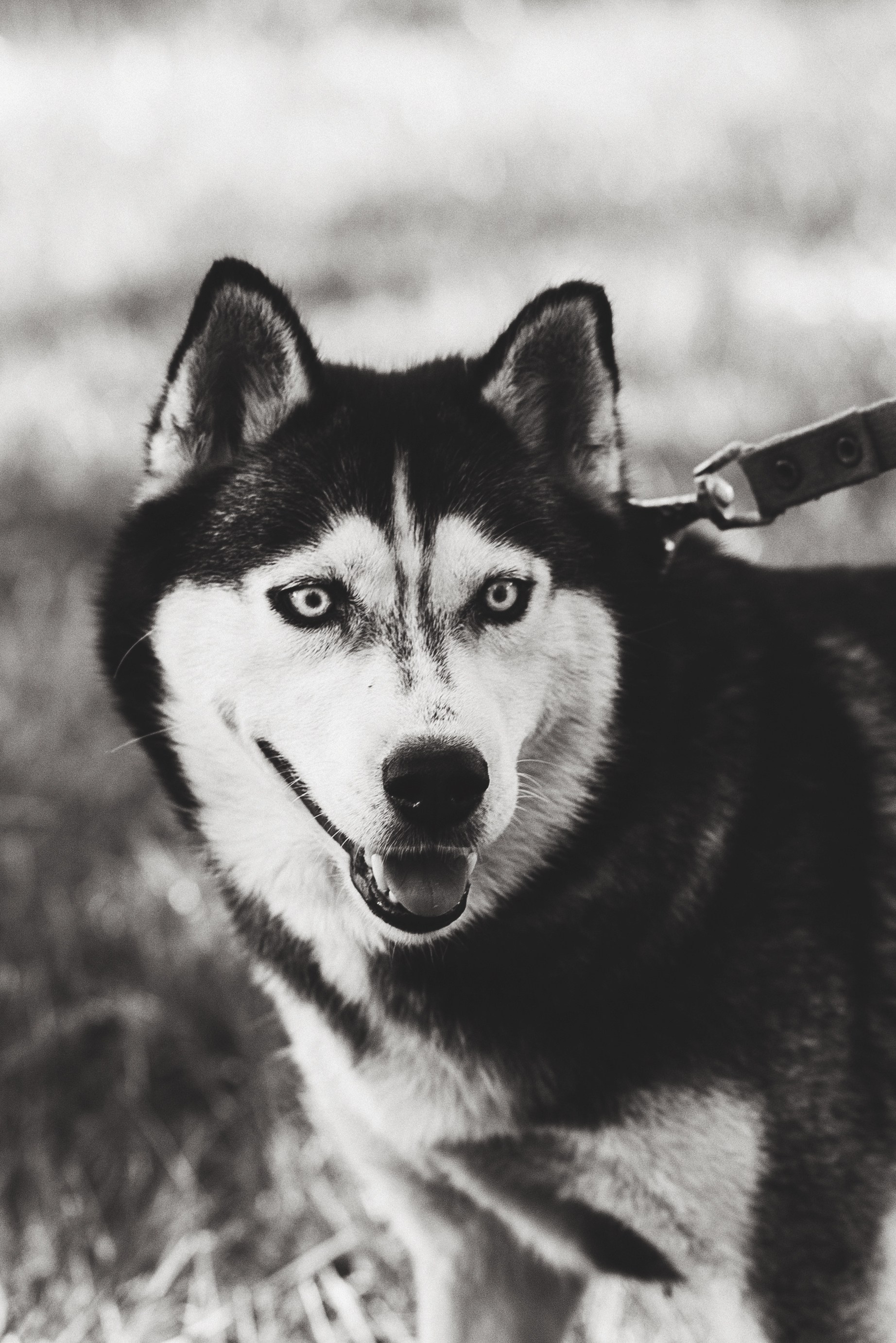 ХВОСТАТЫЕ. Дом обретенный. Детский и семейный фотограф выпускной альбом Приморско-Ахтарск