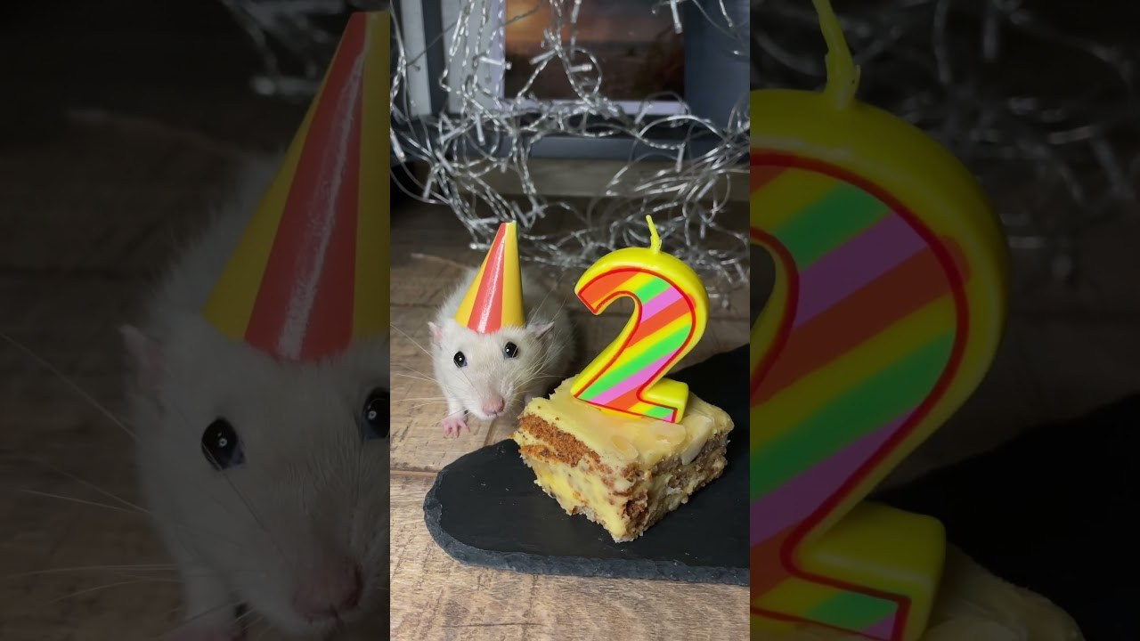 Happy Birthday Крафт. Фотограф-анималист в Москве Юлия Лайхо