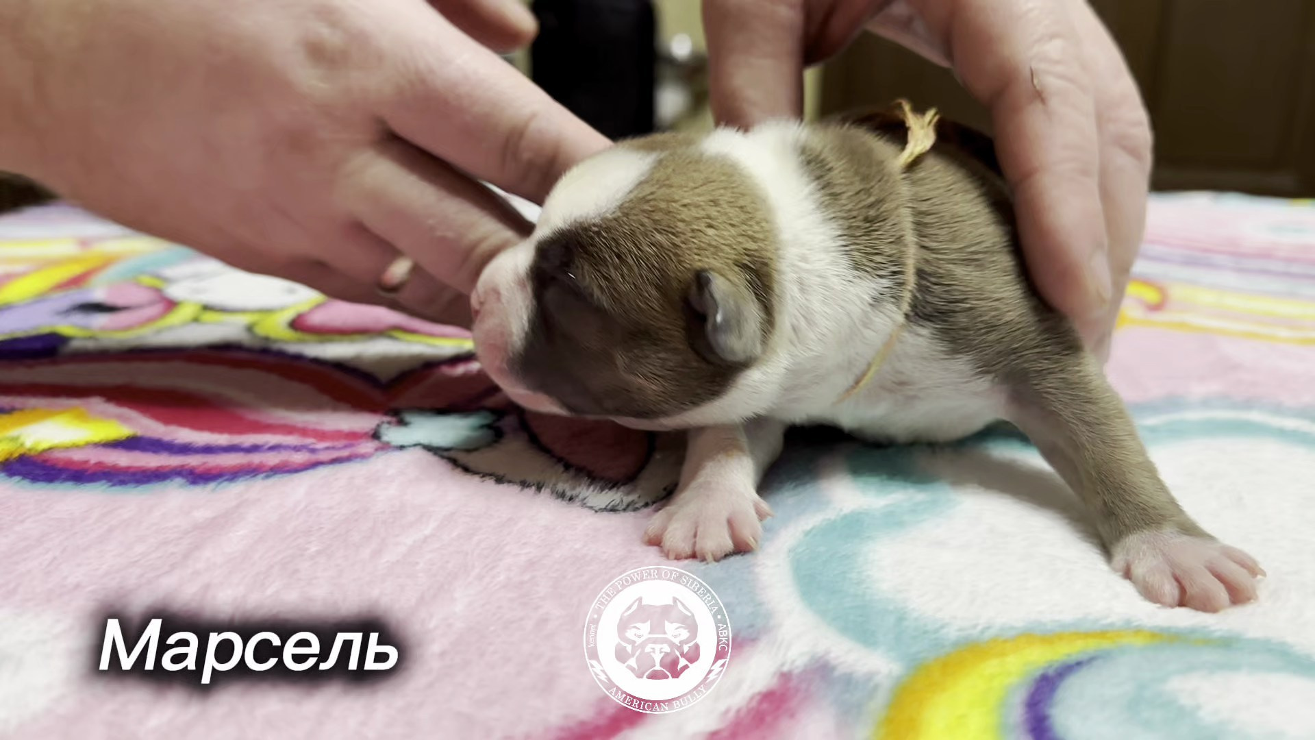 Все свободные щенки. Американский Булли в г. Ростов-на-Дону. Питомник THE POWER OF SIBERIA