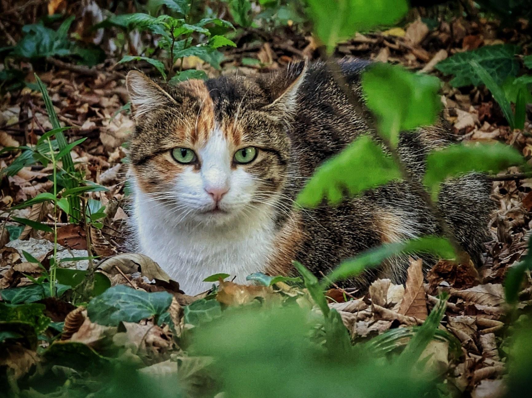 Трёхцветная кошка с зелёными глазами лежит среди листвы