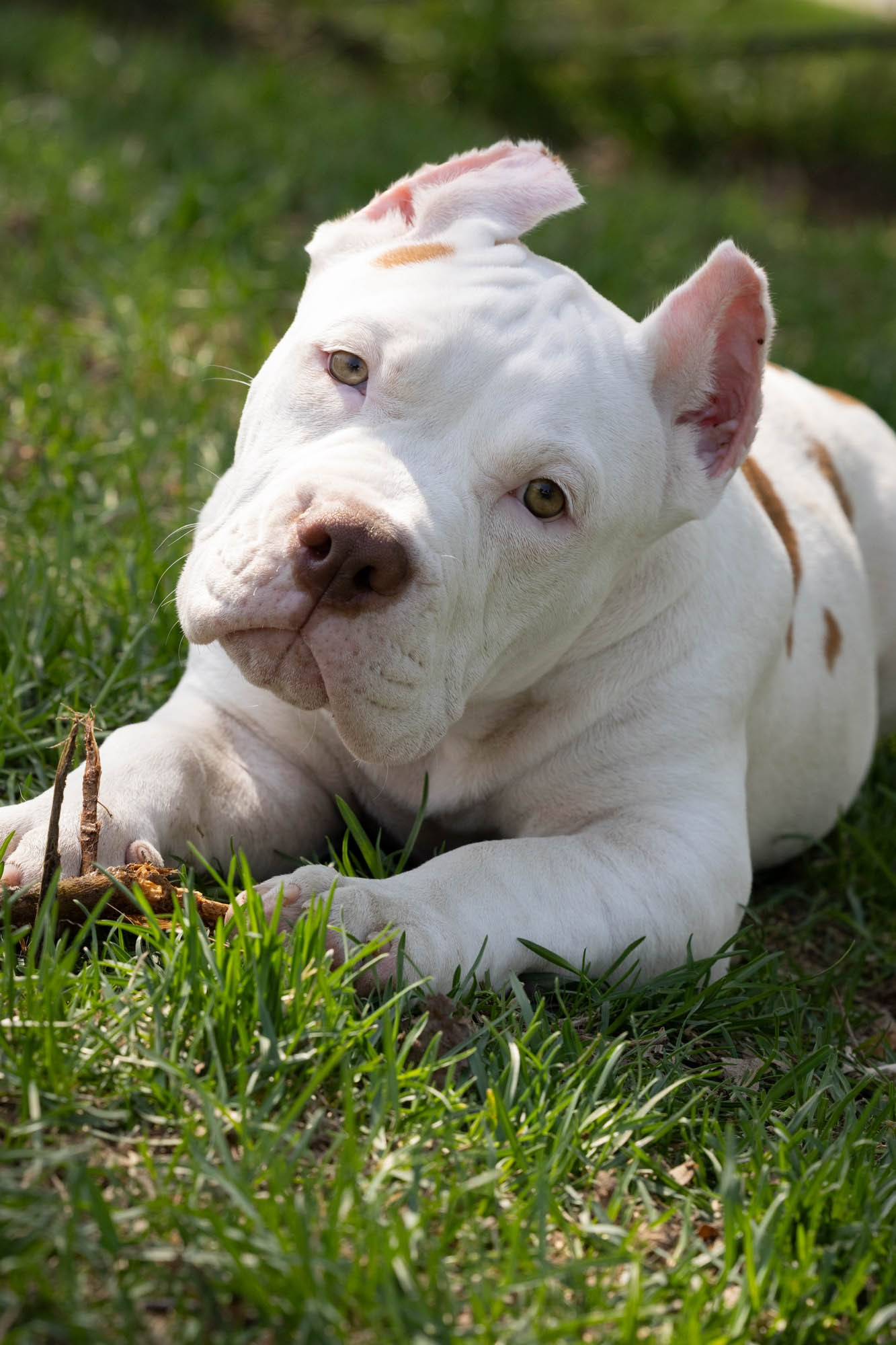 Щенки. Виктория Михайловская. Фотограф-анималист. Москва