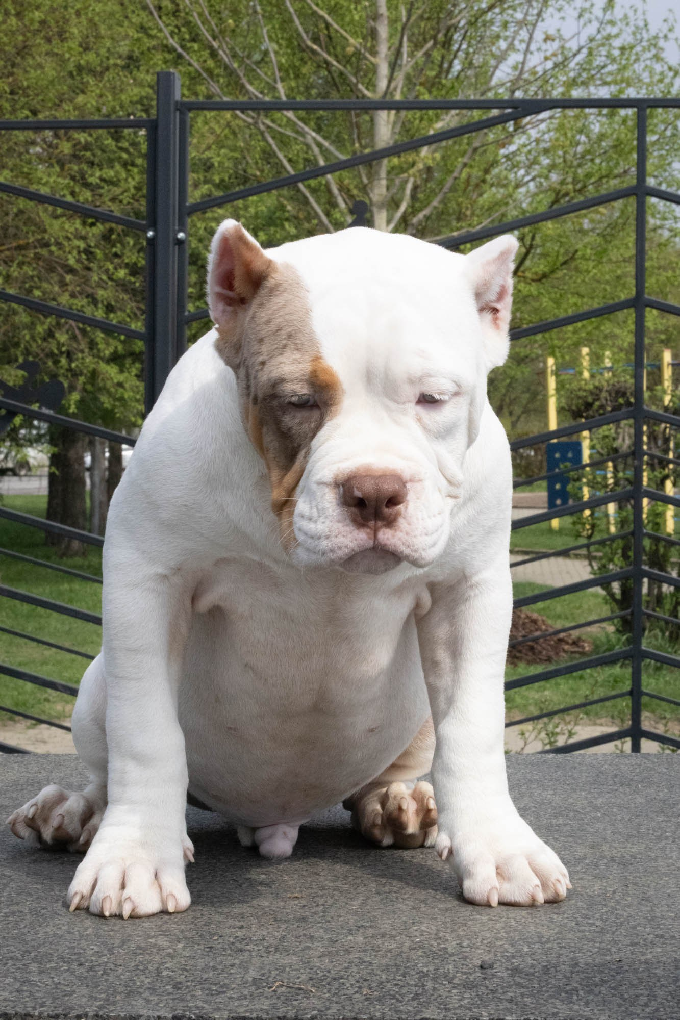 Щенки. Виктория Михайловская. Фотограф-анималист. Москва