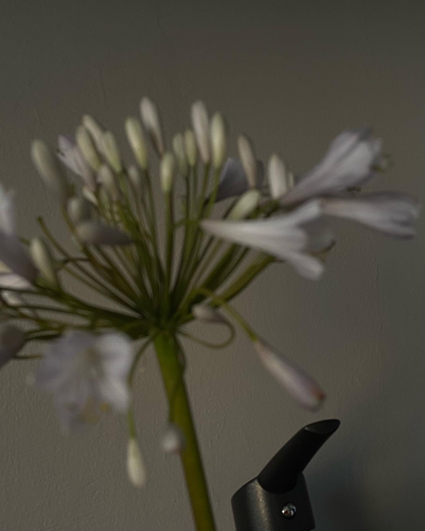 Симфония цветов Цветы Раменское Жуковский