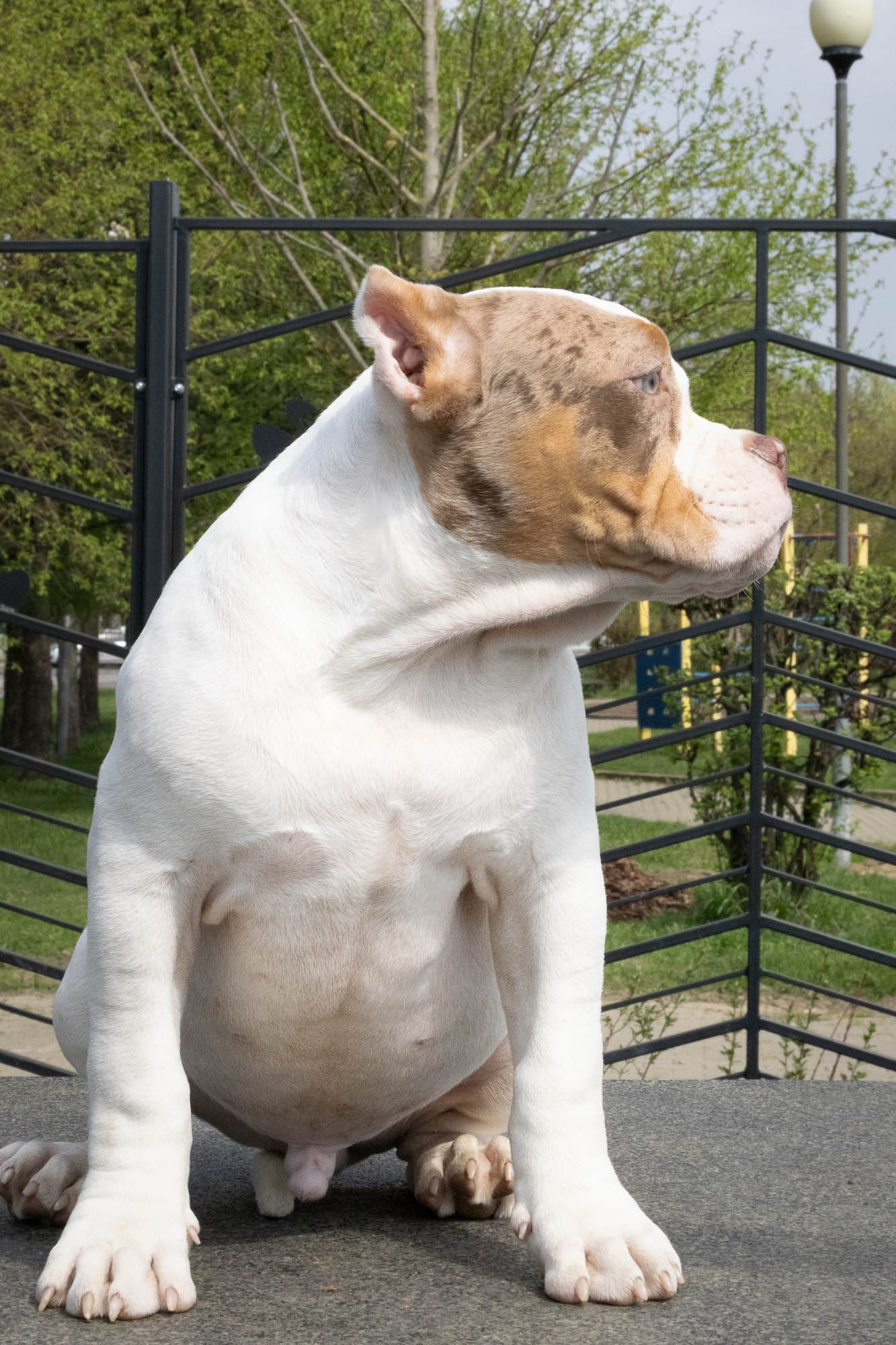 Щенки. Виктория Михайловская. Фотограф-анималист. Москва