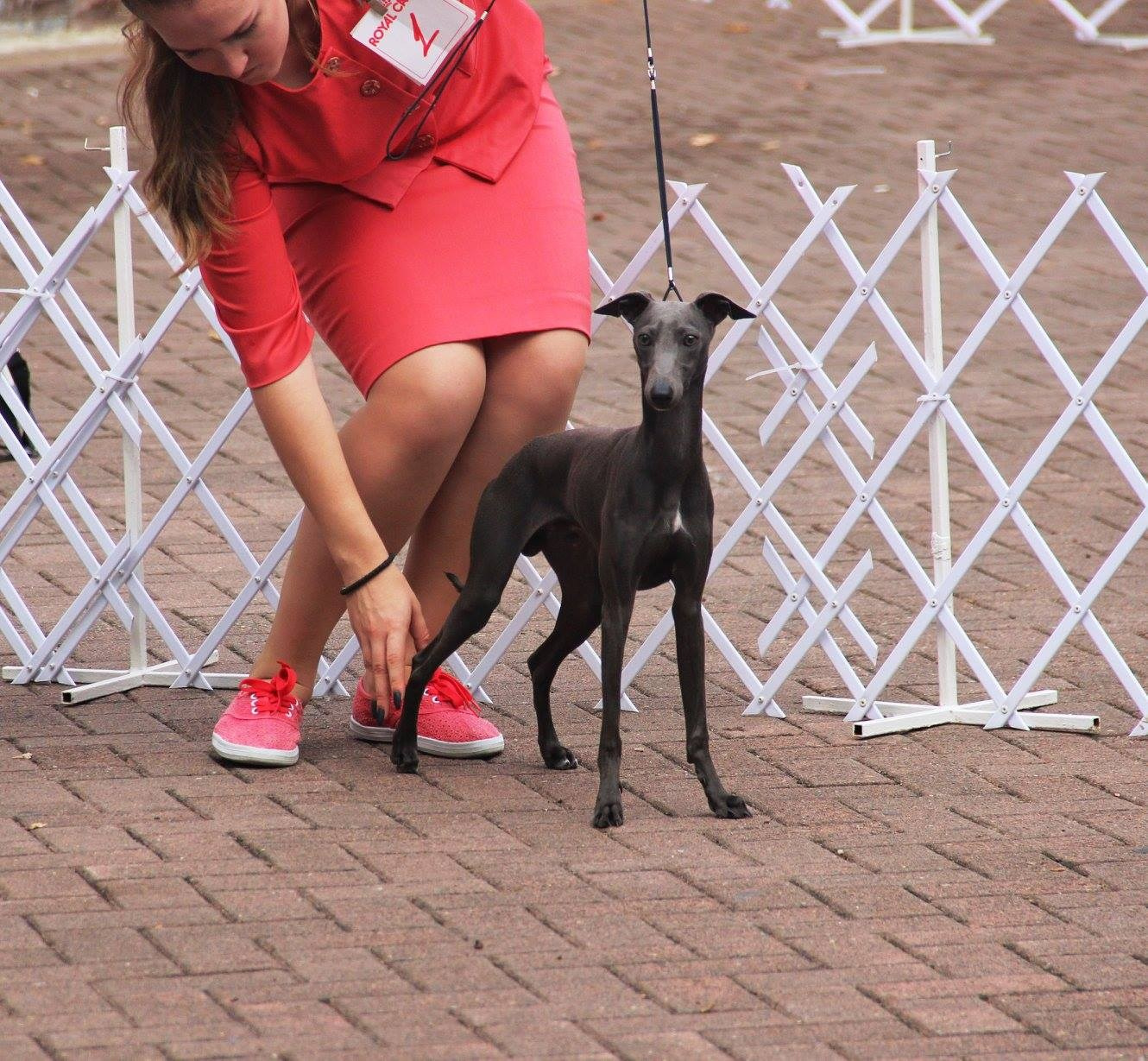 Организация монопородной выставки. Профессиональный питомник левреток РКФ/FCI ASTI SAPPHIRE 💎 Сочи|Санкт-Петербург