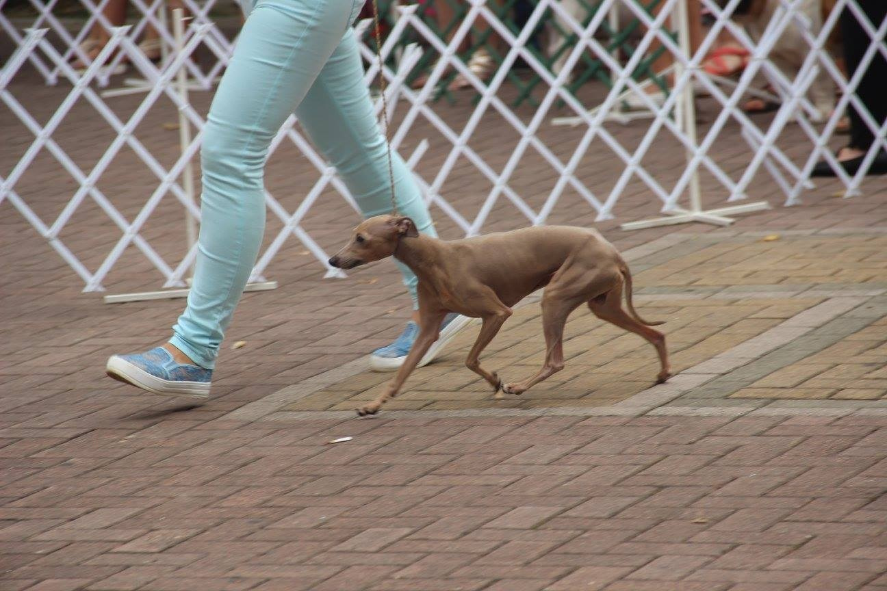 Организация монопородной выставки. Профессиональный питомник левреток РКФ/FCI ASTI SAPPHIRE 💎 Сочи|Санкт-Петербург