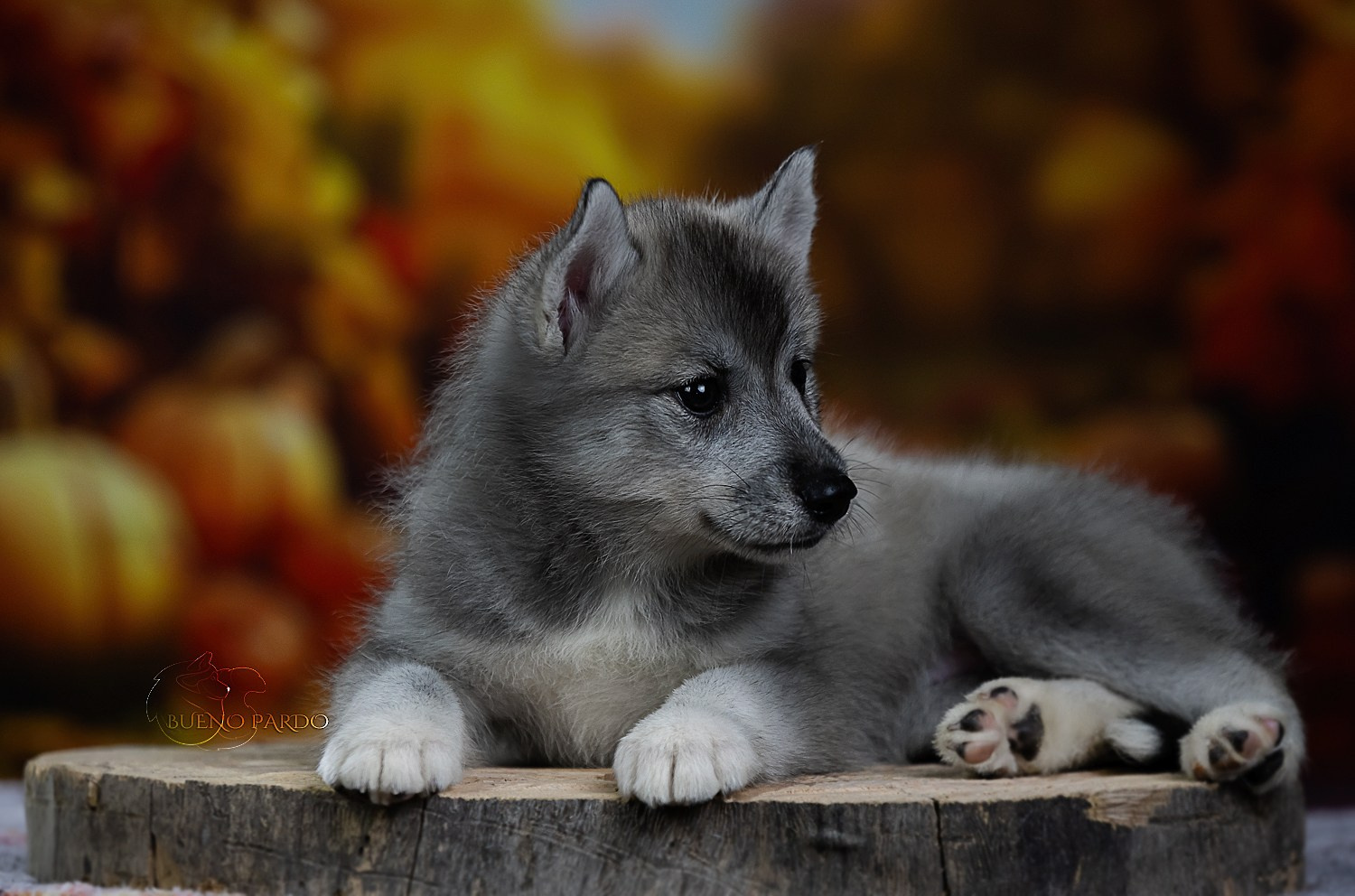 Щенки сибирского хаски из питомника. Питомник собак Акита, Хаски, Корги