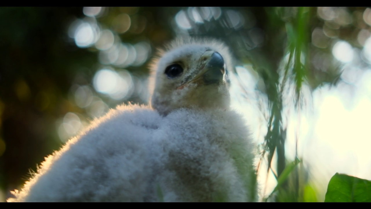 Фотограф животных в Москве и Московской области. Профессиональный фотограф в Москве — Максим Дьяконов
